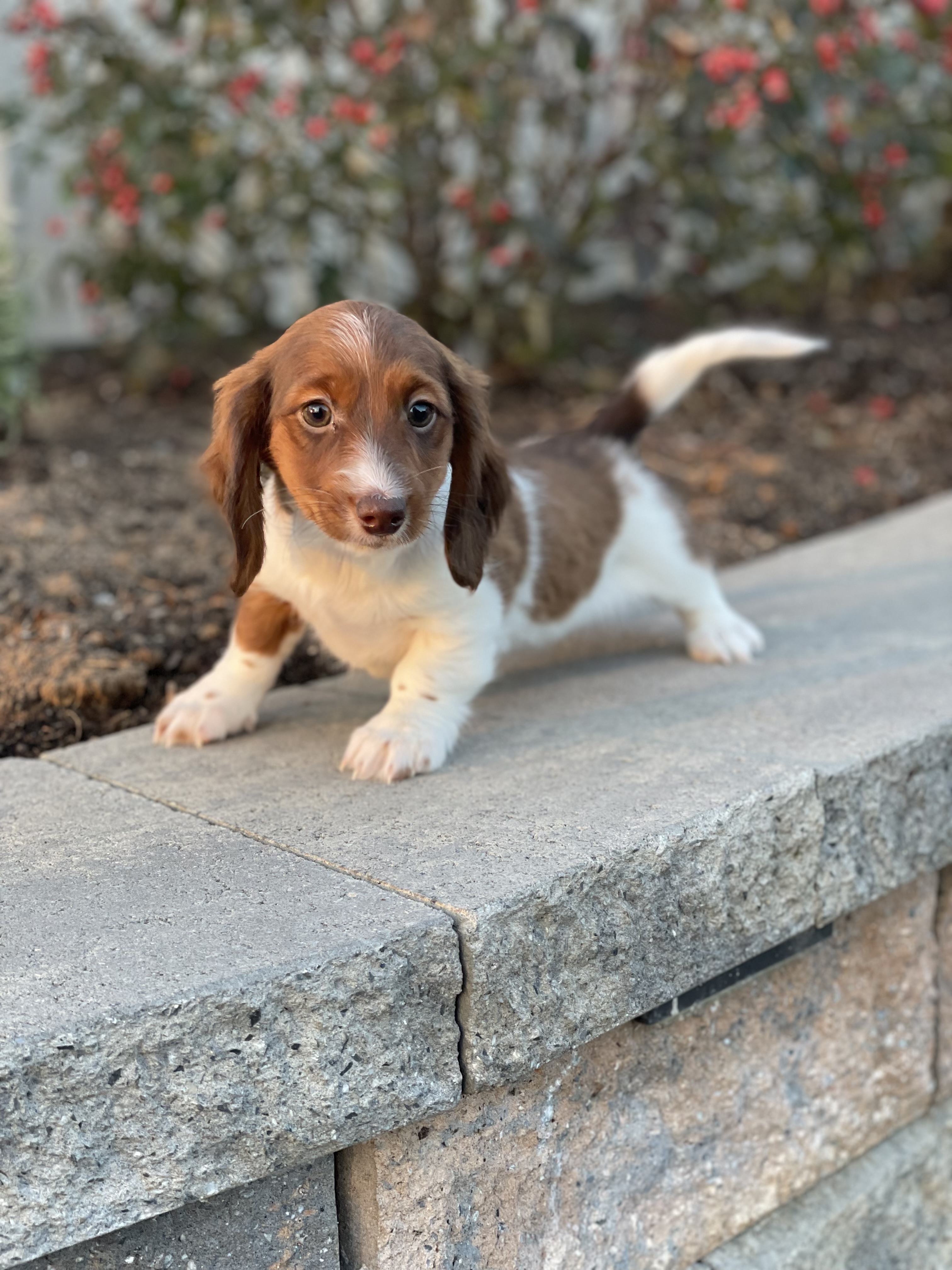 puppy, for, sale, Dachshund, Curtis  Martin, dog, breeder, Seneca Falls, NY, dog-breeder, puppy-for-sale, forsale, nearby, find, puppyfind, locator, puppylocator, aca