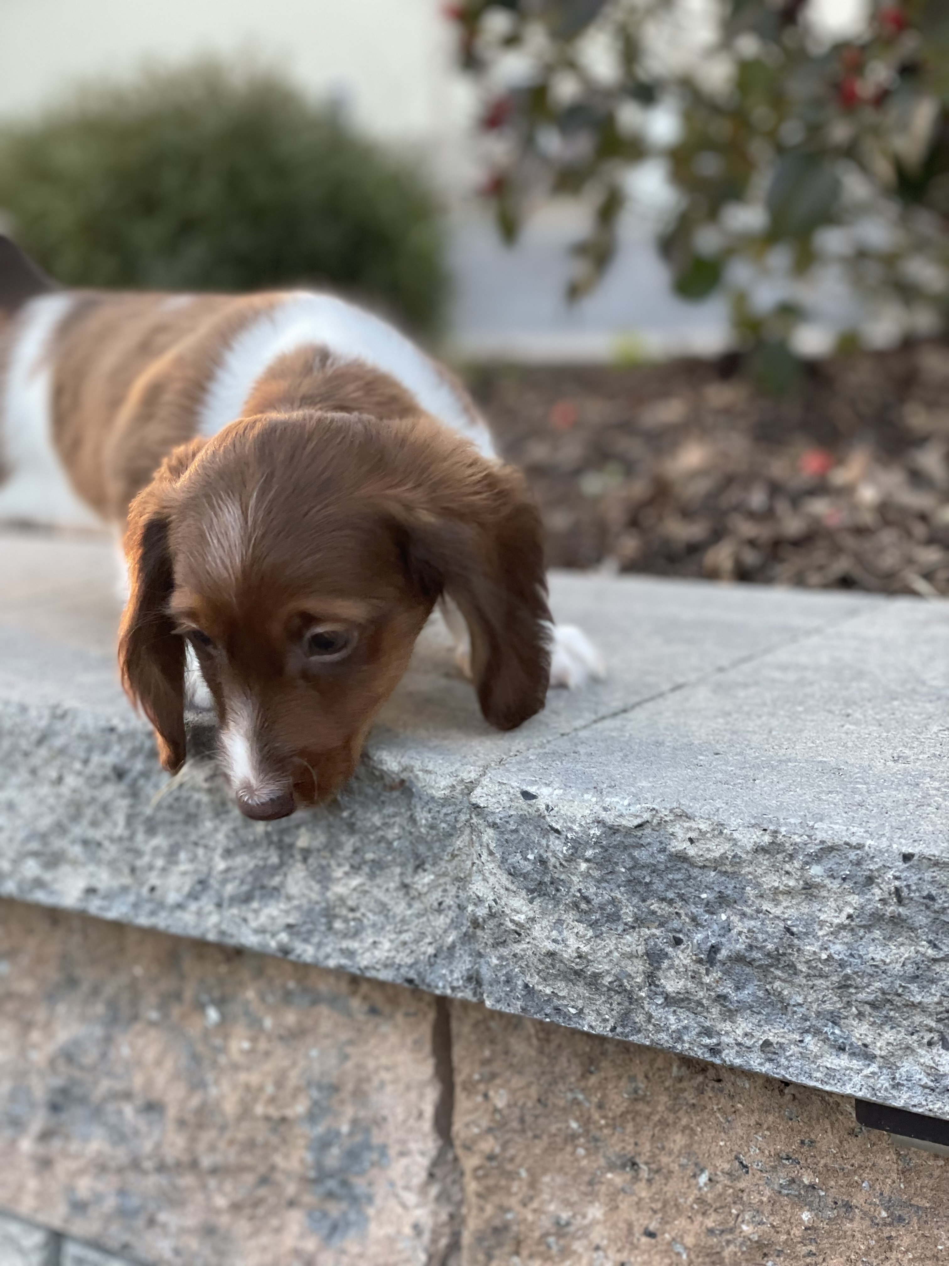 puppy, for, sale, Dachshund, Curtis  Martin, dog, breeder, Seneca Falls, NY, dog-breeder, puppy-for-sale, forsale, nearby, find, puppyfind, locator, puppylocator, aca