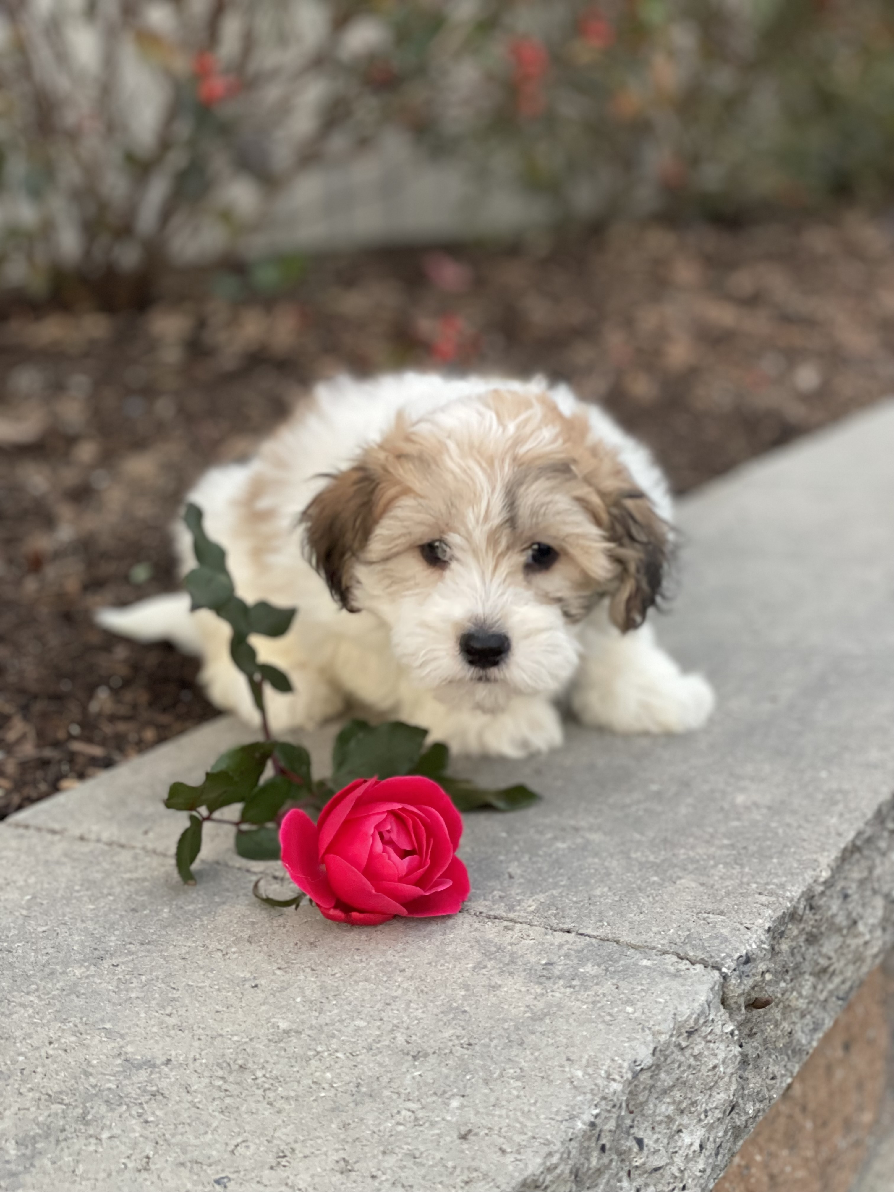 puppy, for, sale, Lhasa Apso/Bichon , Curtis  Martin, dog, breeder, Seneca Falls, NY, dog-breeder, puppy-for-sale, forsale, nearby, find, puppyfind, locator, puppylocator, aca