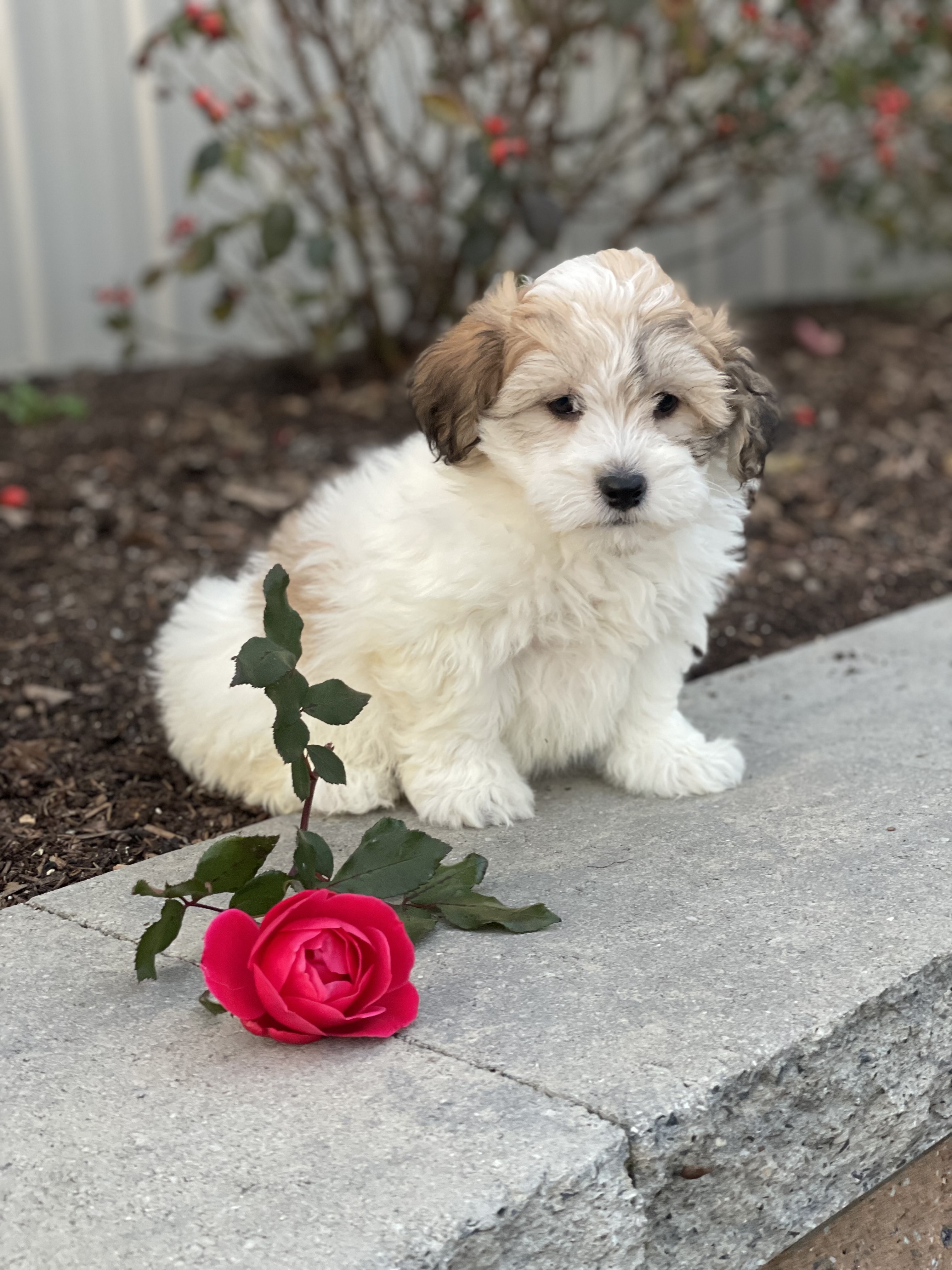 puppy, for, sale, Lhasa Apso/Bichon , Curtis  Martin, dog, breeder, Seneca Falls, NY, dog-breeder, puppy-for-sale, forsale, nearby, find, puppyfind, locator, puppylocator, aca