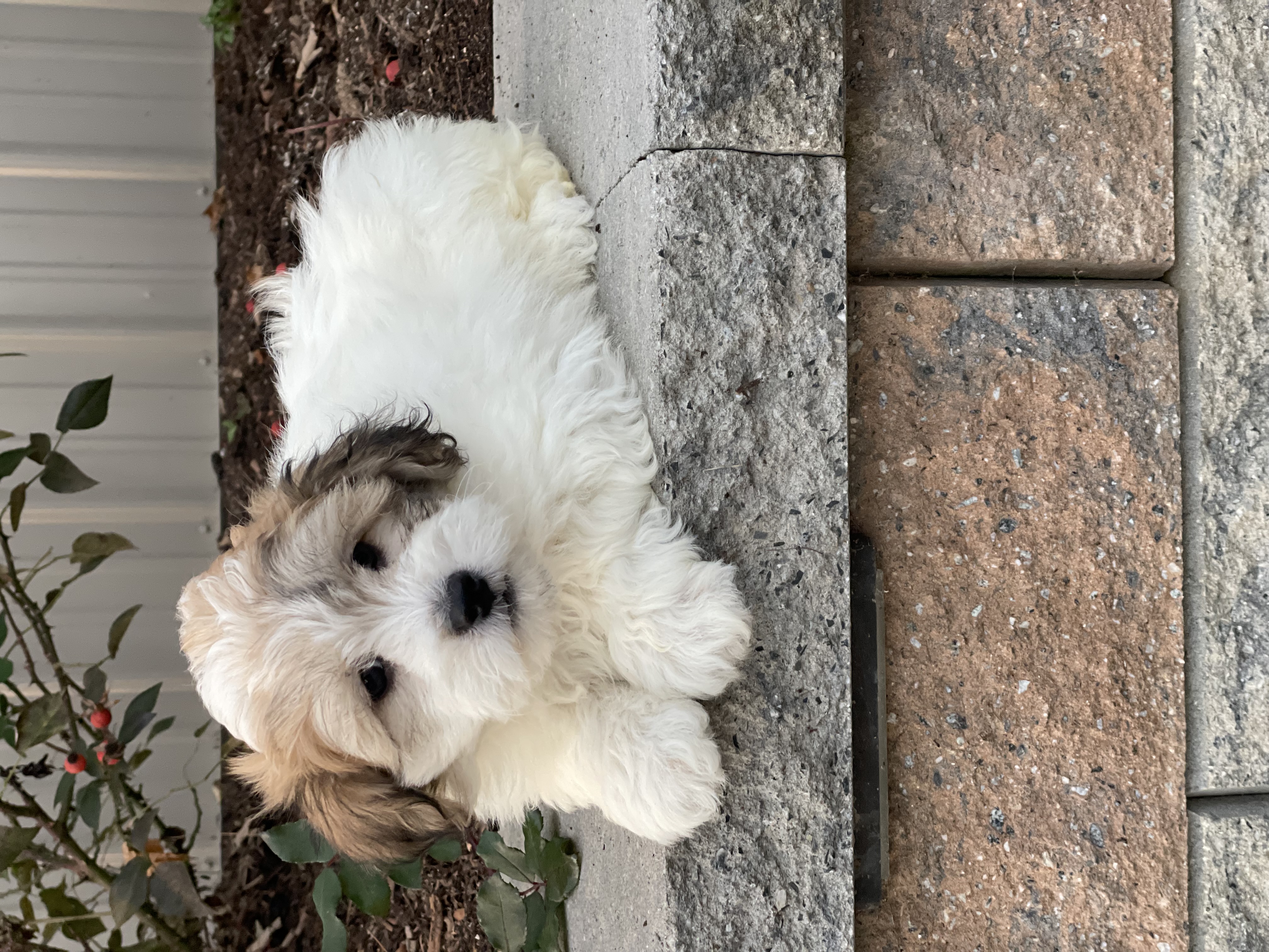 puppy, for, sale, Lhasa Apso/Bichon , Curtis  Martin, dog, breeder, Seneca Falls, NY, dog-breeder, puppy-for-sale, forsale, nearby, find, puppyfind, locator, puppylocator, aca