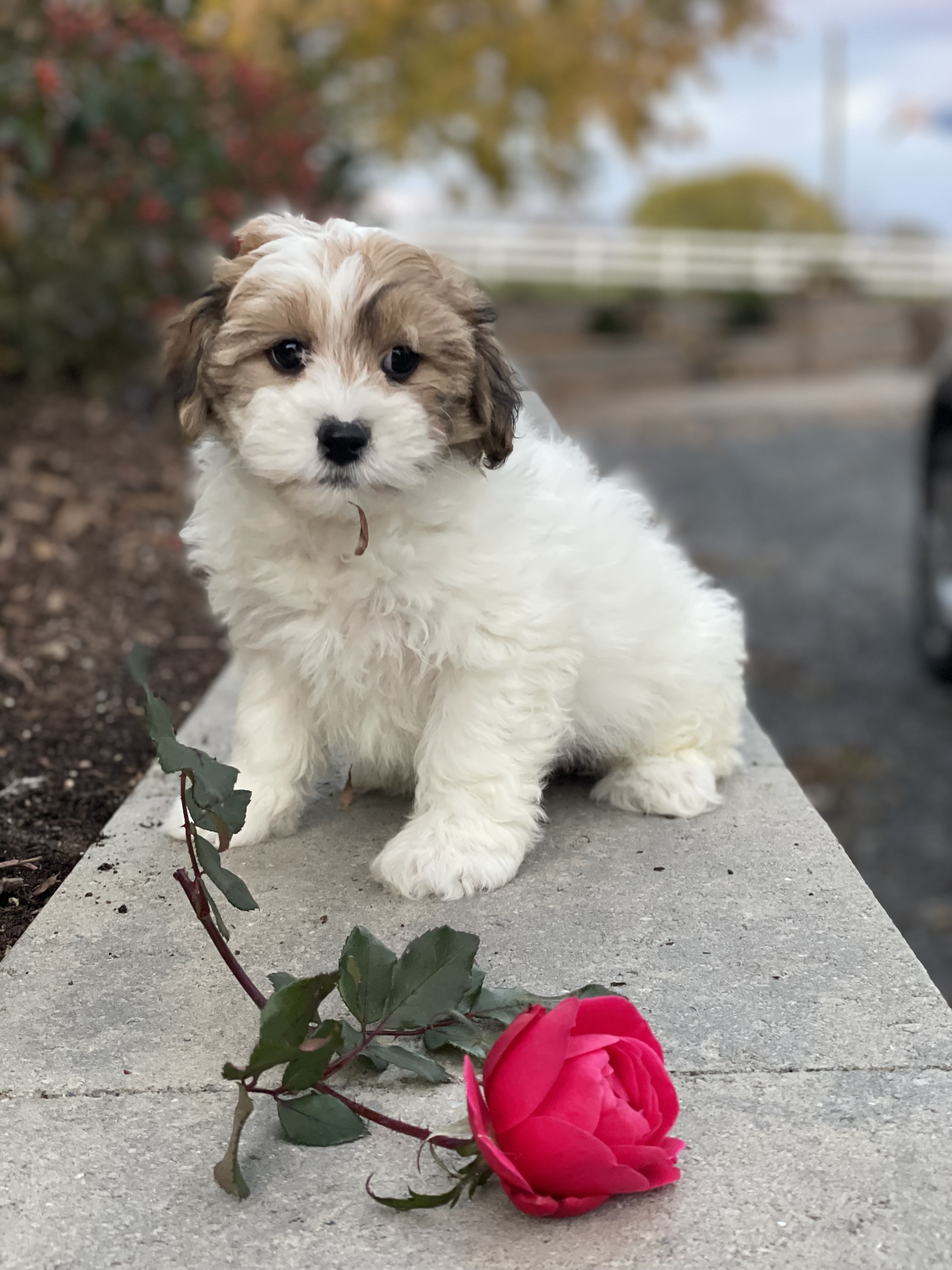 puppy, for, sale, Lhasa Apso/Bichon , Curtis  Martin, dog, breeder, Seneca Falls, NY, dog-breeder, puppy-for-sale, forsale, nearby, find, puppyfind, locator, puppylocator, aca