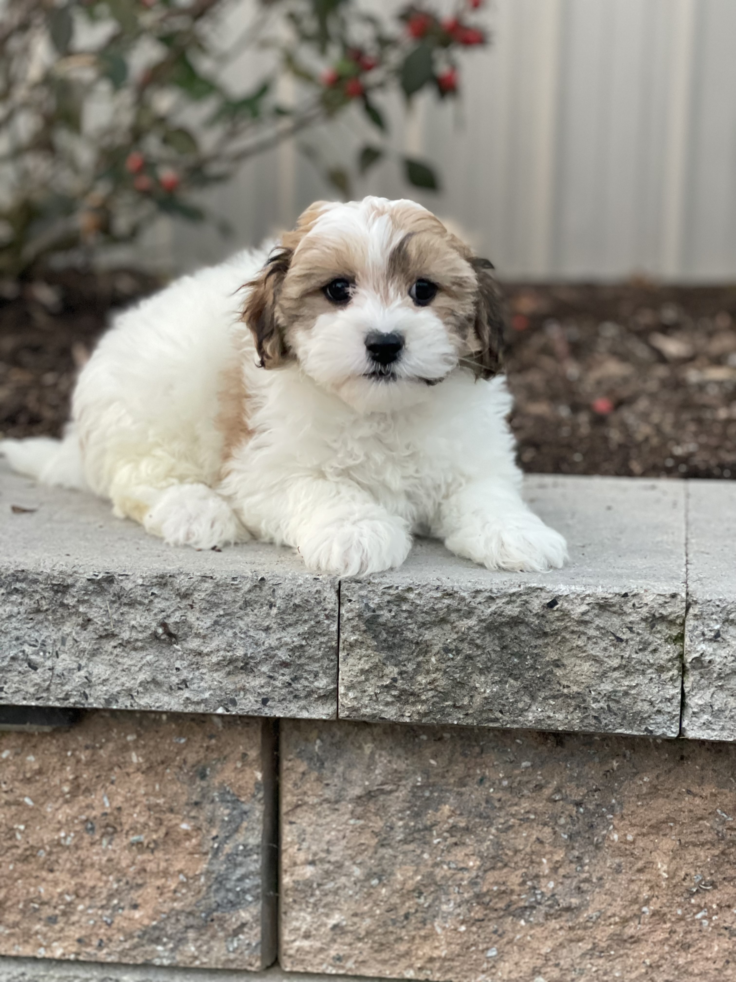 puppy, for, sale, Lhasa Apso/Bichon , Curtis  Martin, dog, breeder, Seneca Falls, NY, dog-breeder, puppy-for-sale, forsale, nearby, find, puppyfind, locator, puppylocator, aca