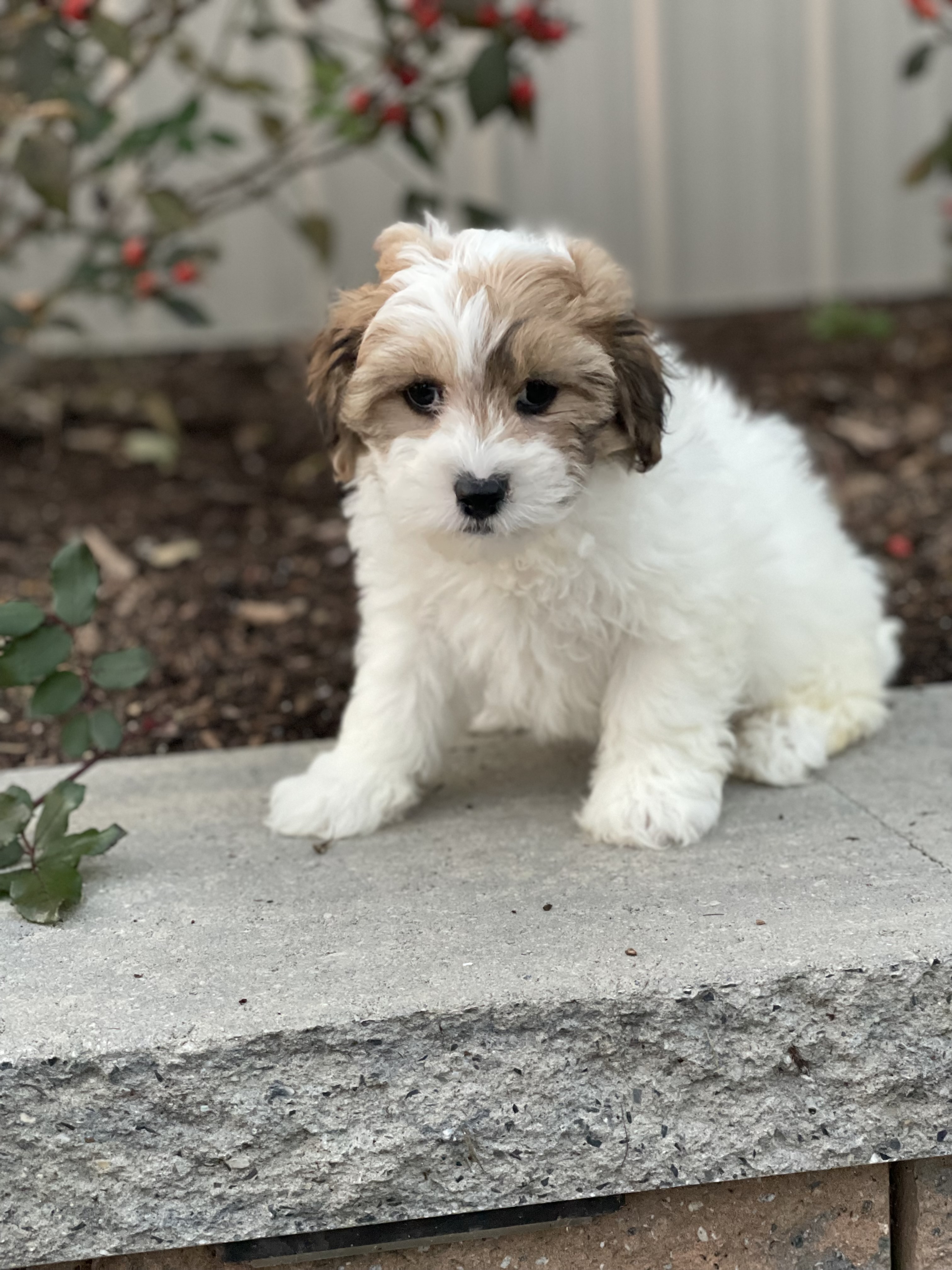puppy, for, sale, Lhasa Apso/Bichon , Curtis  Martin, dog, breeder, Seneca Falls, NY, dog-breeder, puppy-for-sale, forsale, nearby, find, puppyfind, locator, puppylocator, aca