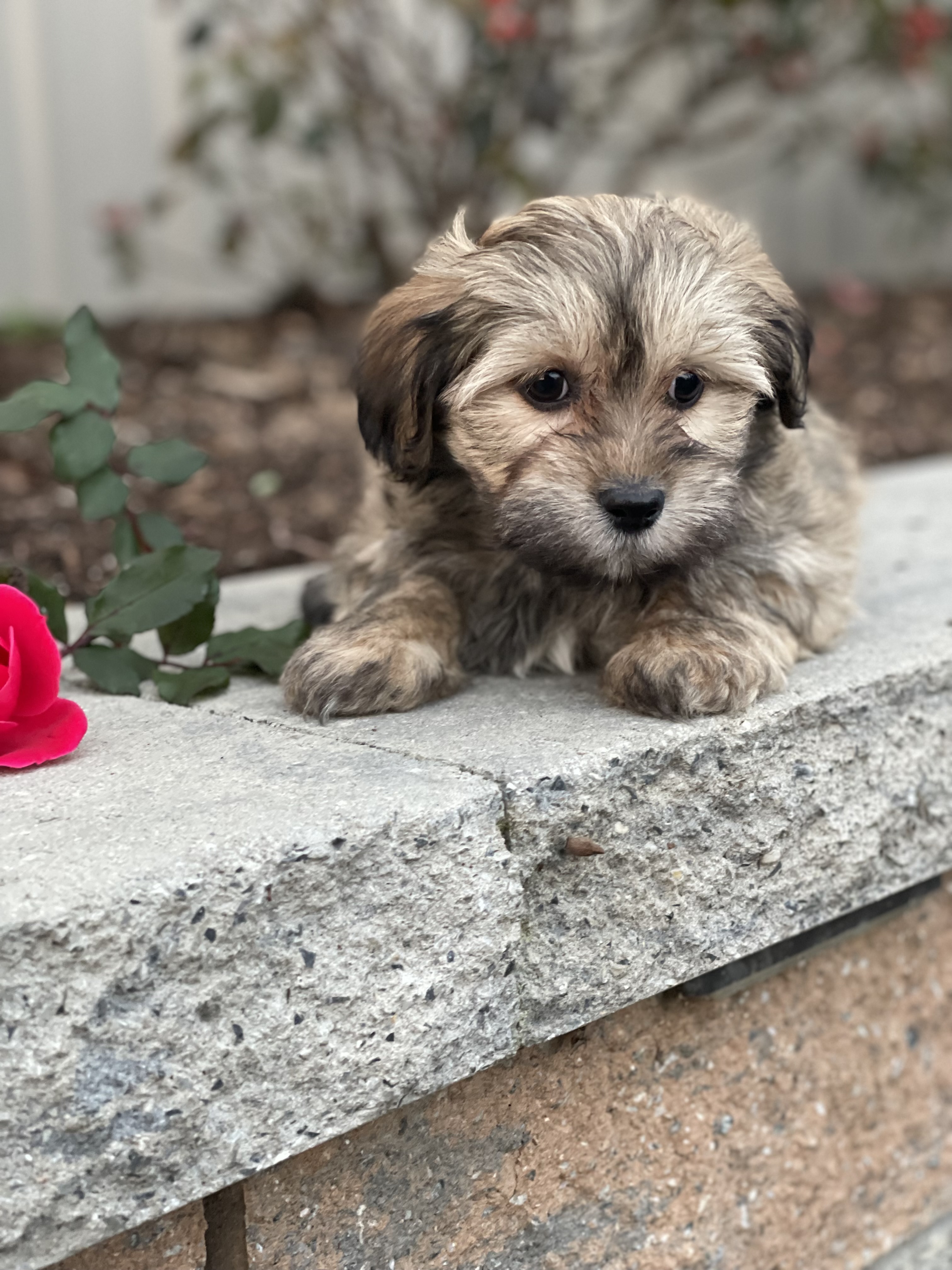 puppy, for, sale, Lhasa Apso/Bichon , Curtis  Martin, dog, breeder, Seneca Falls, NY, dog-breeder, puppy-for-sale, forsale, nearby, find, puppyfind, locator, puppylocator, aca