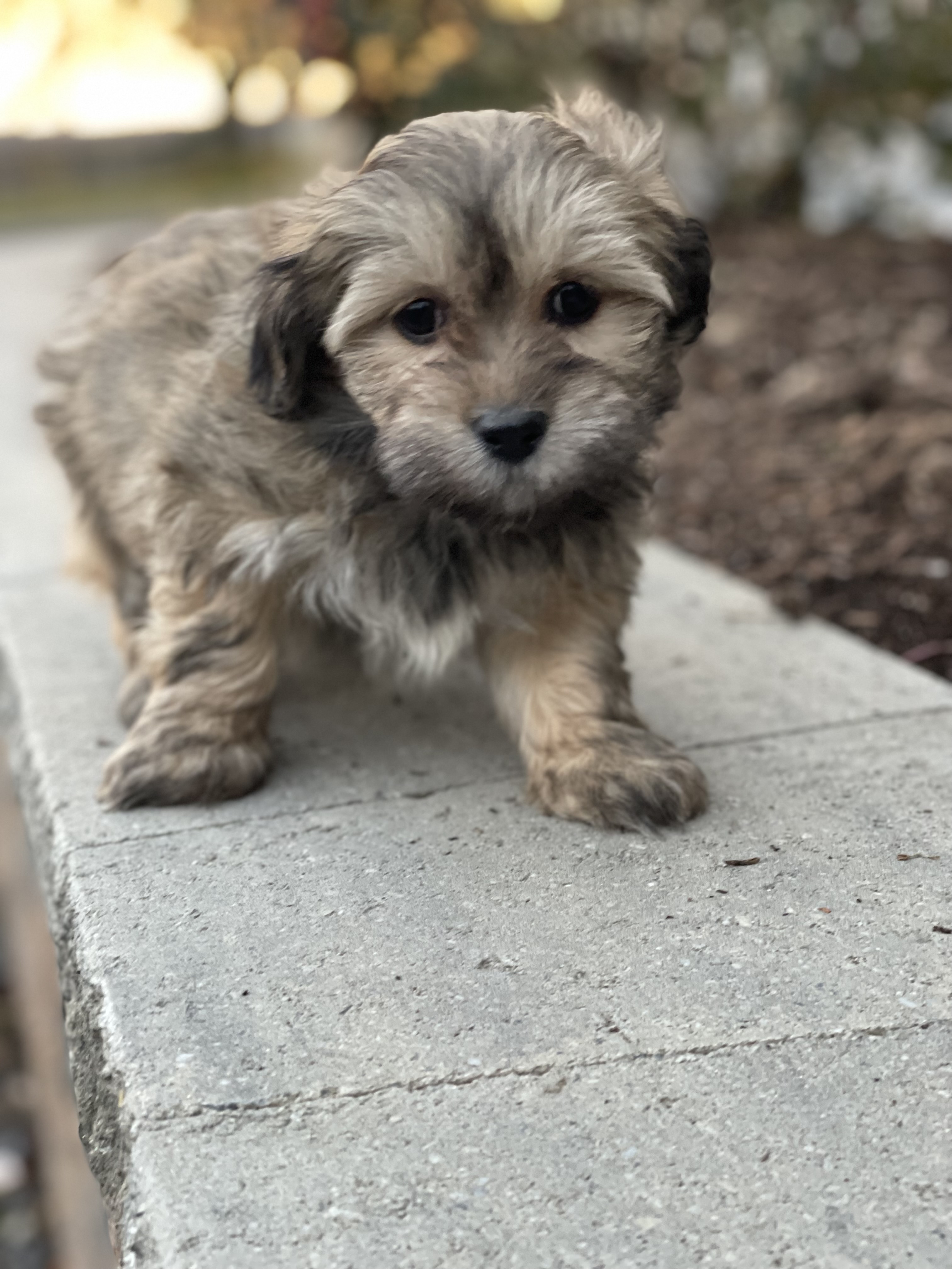 puppy, for, sale, Lhasa Apso/Bichon , Curtis  Martin, dog, breeder, Seneca Falls, NY, dog-breeder, puppy-for-sale, forsale, nearby, find, puppyfind, locator, puppylocator, aca