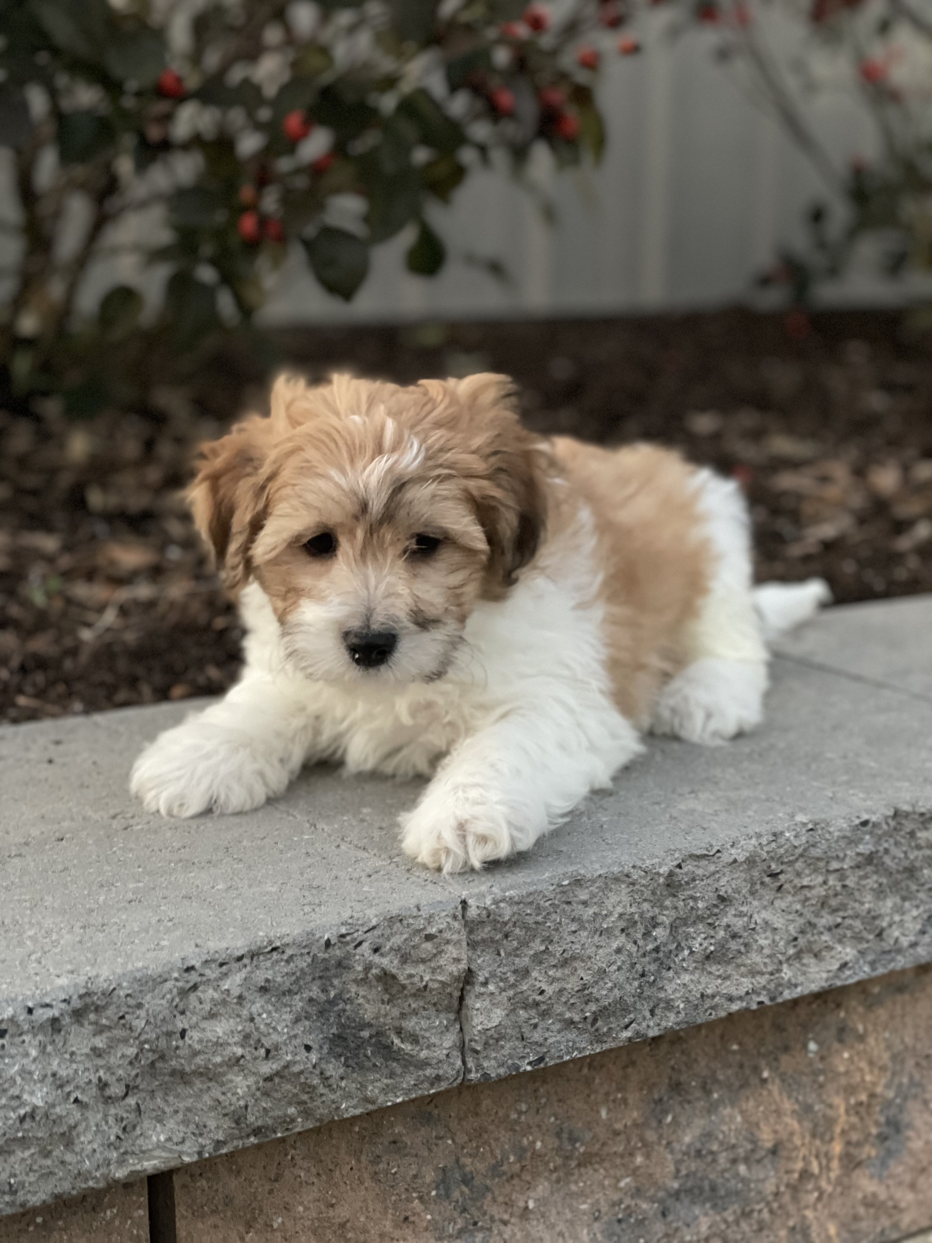puppy, for, sale, Lhasa Apso/Bichon , Curtis  Martin, dog, breeder, Seneca Falls, NY, dog-breeder, puppy-for-sale, forsale, nearby, find, puppyfind, locator, puppylocator, aca