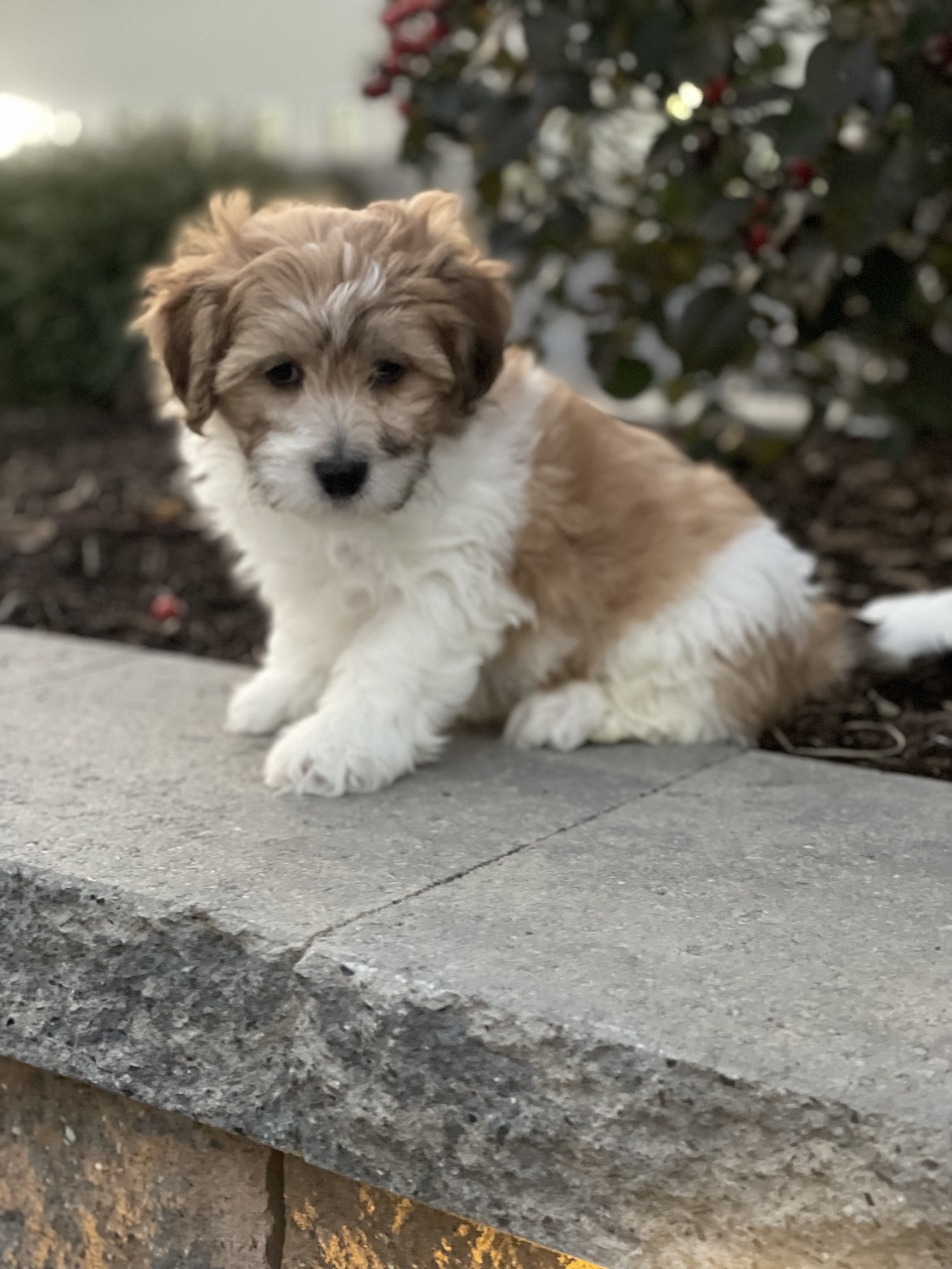 puppy, for, sale, Lhasa Apso/Bichon , Curtis  Martin, dog, breeder, Seneca Falls, NY, dog-breeder, puppy-for-sale, forsale, nearby, find, puppyfind, locator, puppylocator, aca