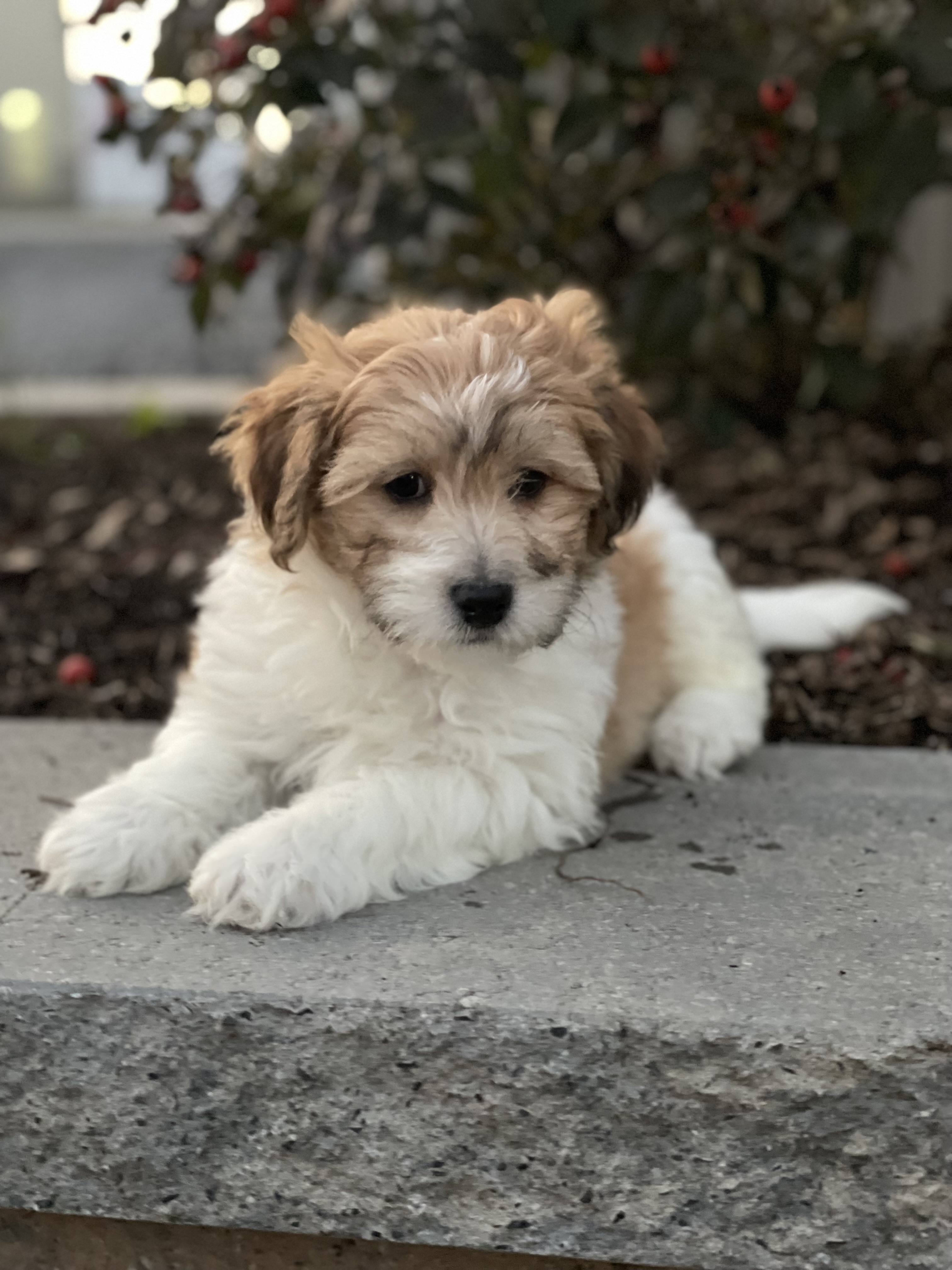 puppy, for, sale, Lhasa Apso/Bichon , Curtis  Martin, dog, breeder, Seneca Falls, NY, dog-breeder, puppy-for-sale, forsale, nearby, find, puppyfind, locator, puppylocator, aca