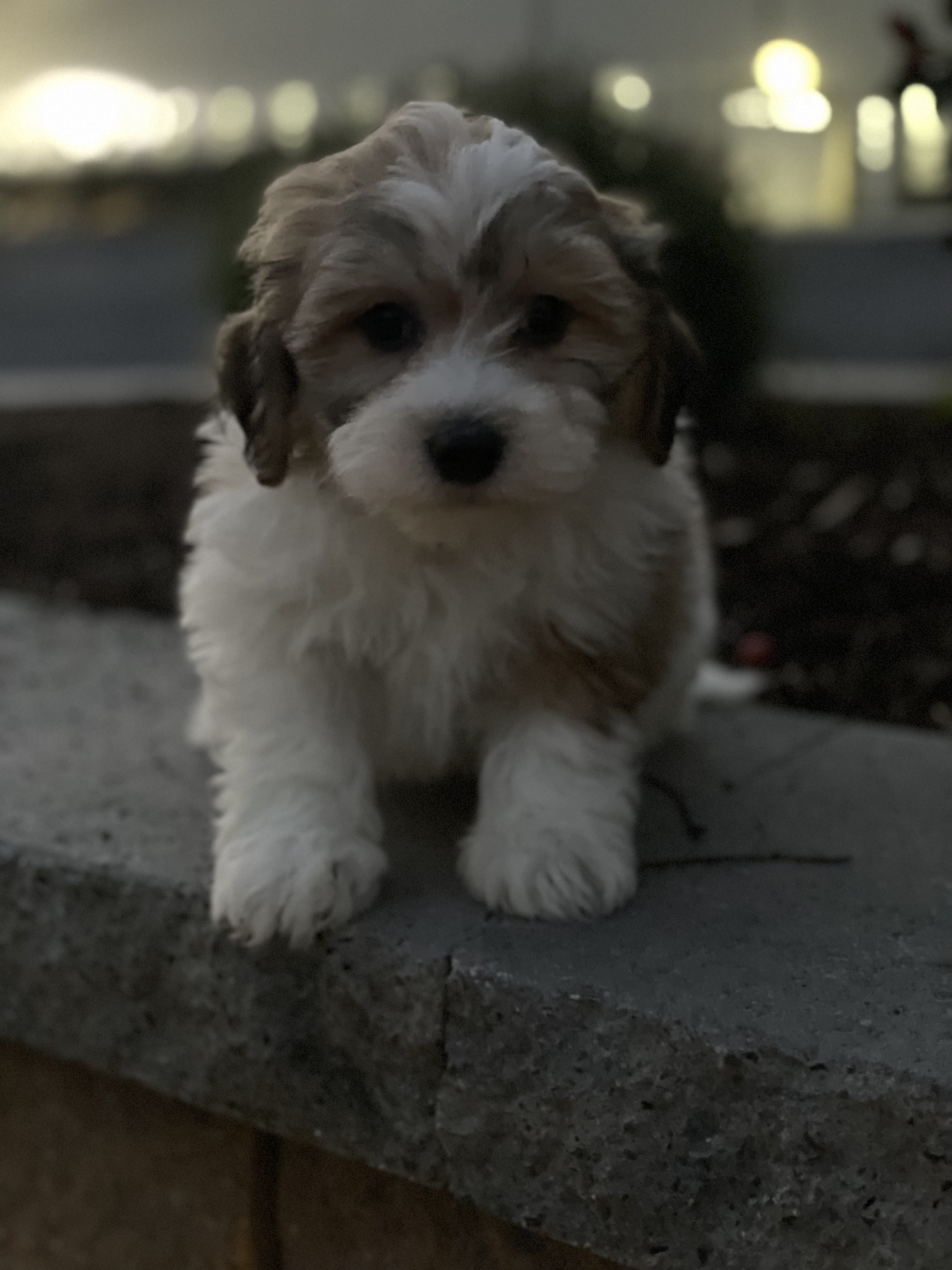 puppy, for, sale, Lhasa Apso/Bichon , Curtis  Martin, dog, breeder, Seneca Falls, NY, dog-breeder, puppy-for-sale, forsale, nearby, find, puppyfind, locator, puppylocator, aca