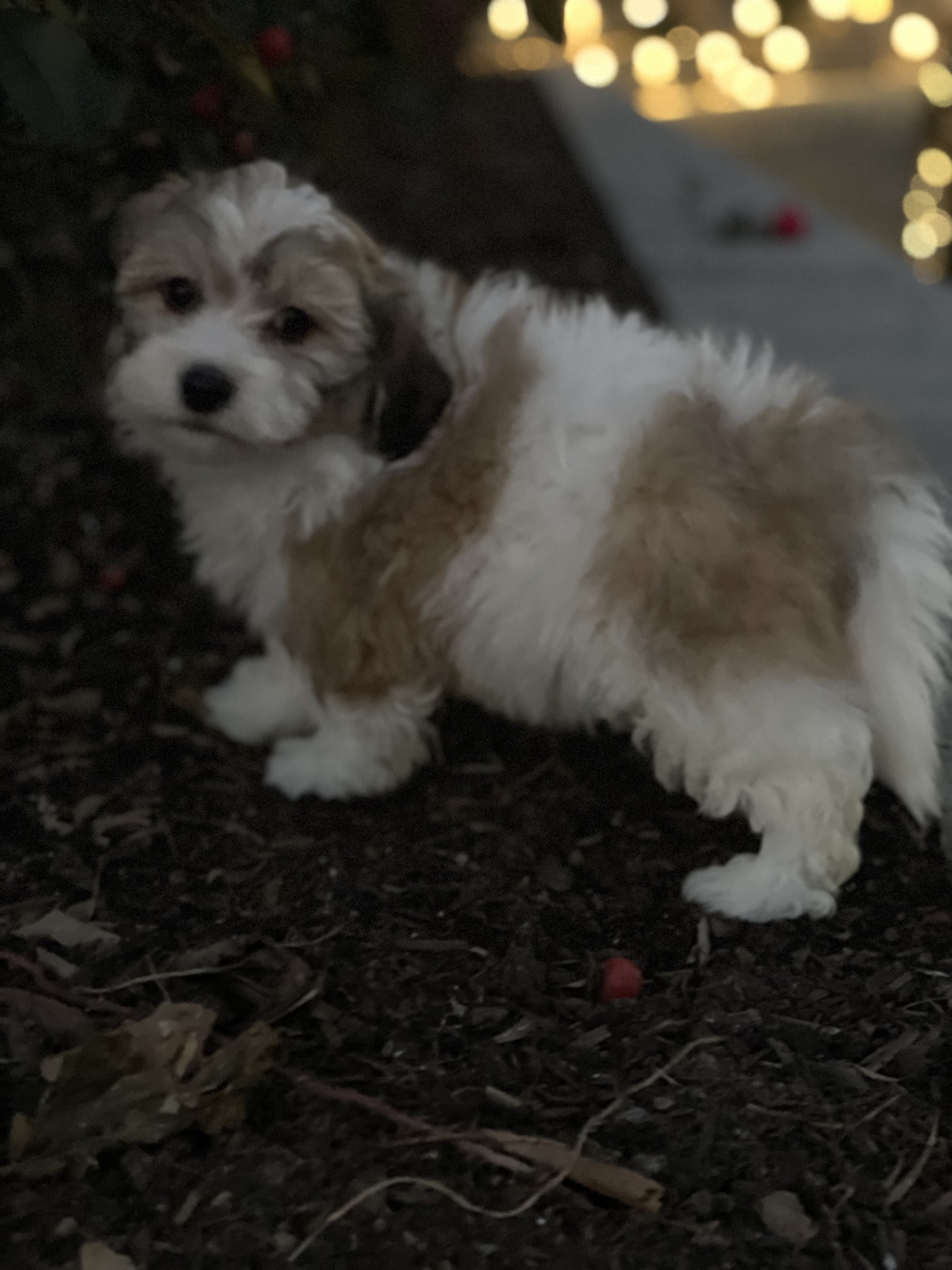 puppy, for, sale, Lhasa Apso/Bichon , Curtis  Martin, dog, breeder, Seneca Falls, NY, dog-breeder, puppy-for-sale, forsale, nearby, find, puppyfind, locator, puppylocator, aca