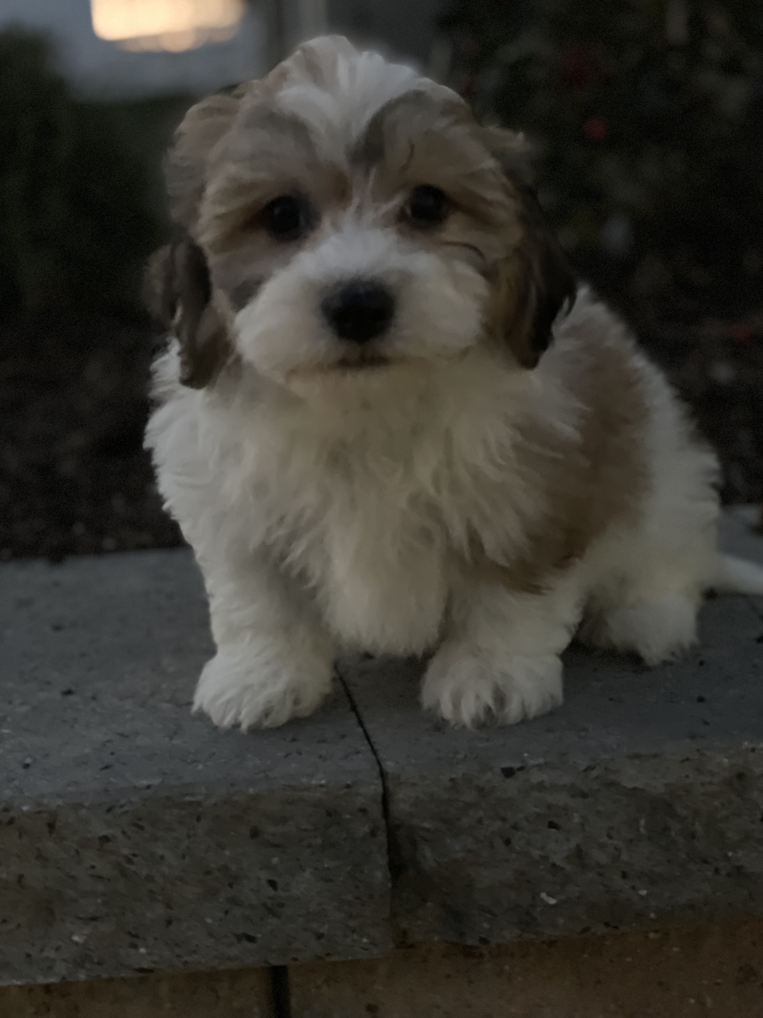 puppy, for, sale, Lhasa Apso/Bichon , Curtis  Martin, dog, breeder, Seneca Falls, NY, dog-breeder, puppy-for-sale, forsale, nearby, find, puppyfind, locator, puppylocator, aca