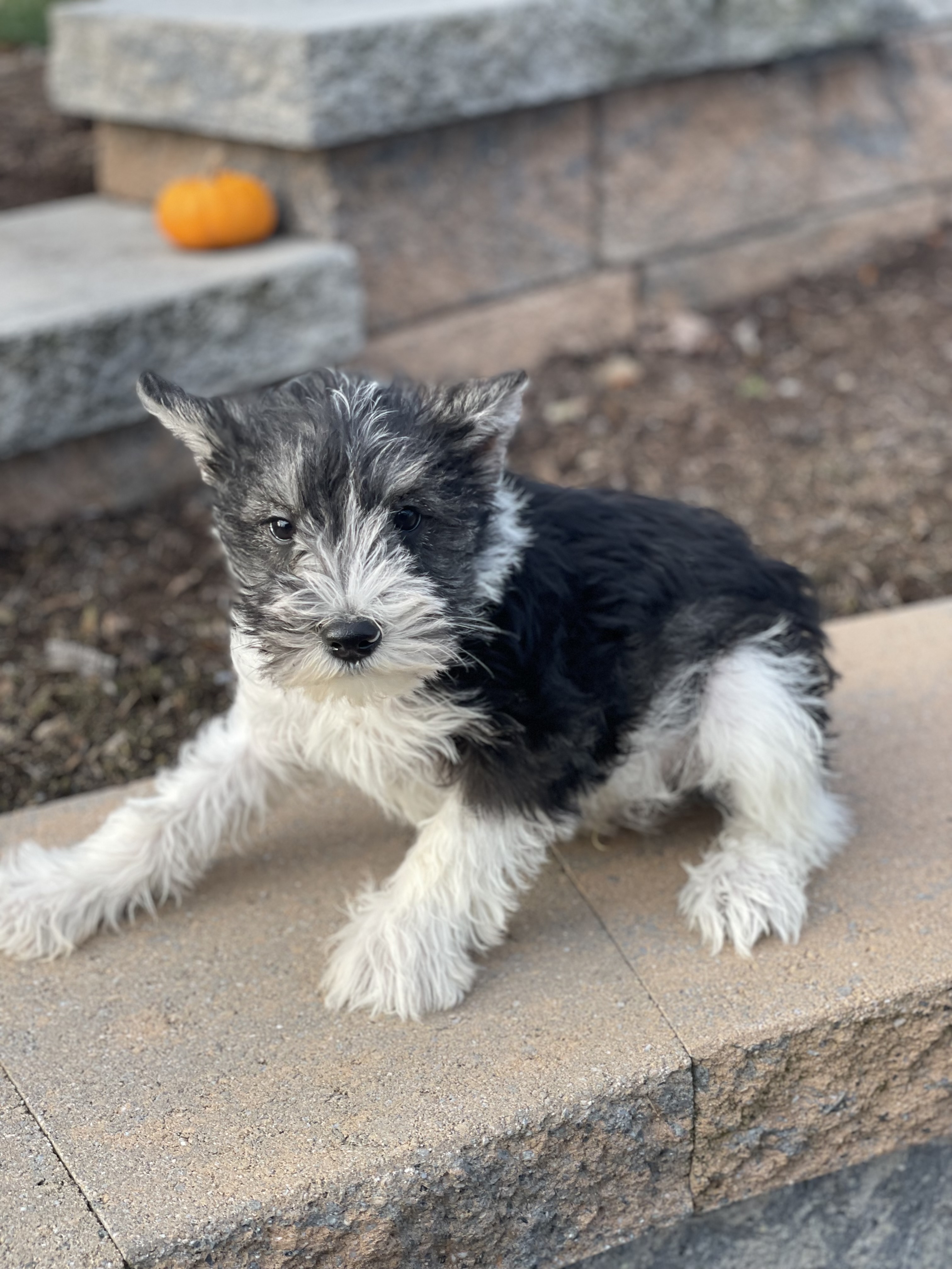 puppy, for, sale, Miniature Schnauzer, Curtis  Martin, dog, breeder, Seneca Falls, NY, dog-breeder, puppy-for-sale, forsale, nearby, find, puppyfind, locator, puppylocator, aca