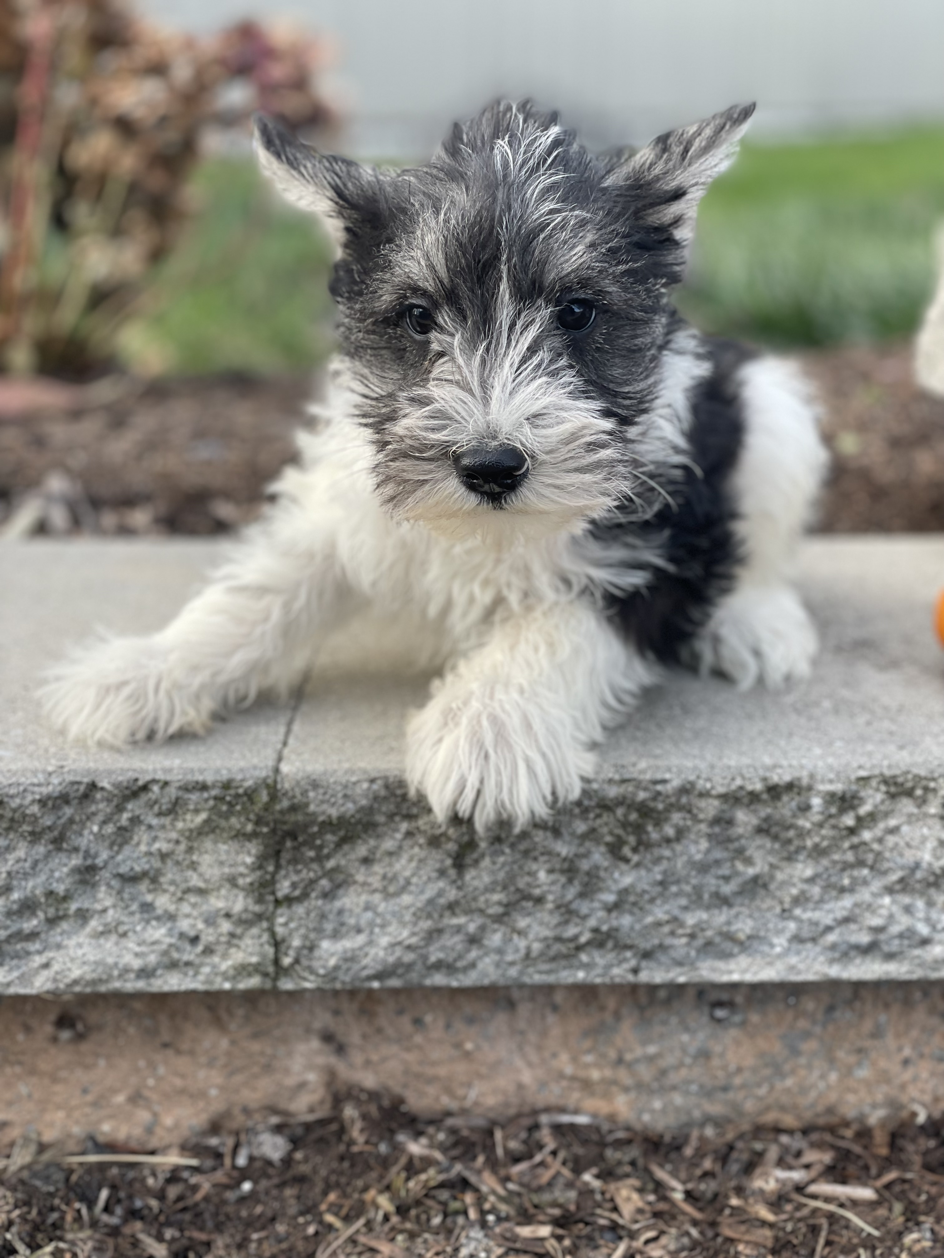 puppy, for, sale, Miniature Schnauzer, Curtis  Martin, dog, breeder, Seneca Falls, NY, dog-breeder, puppy-for-sale, forsale, nearby, find, puppyfind, locator, puppylocator, aca