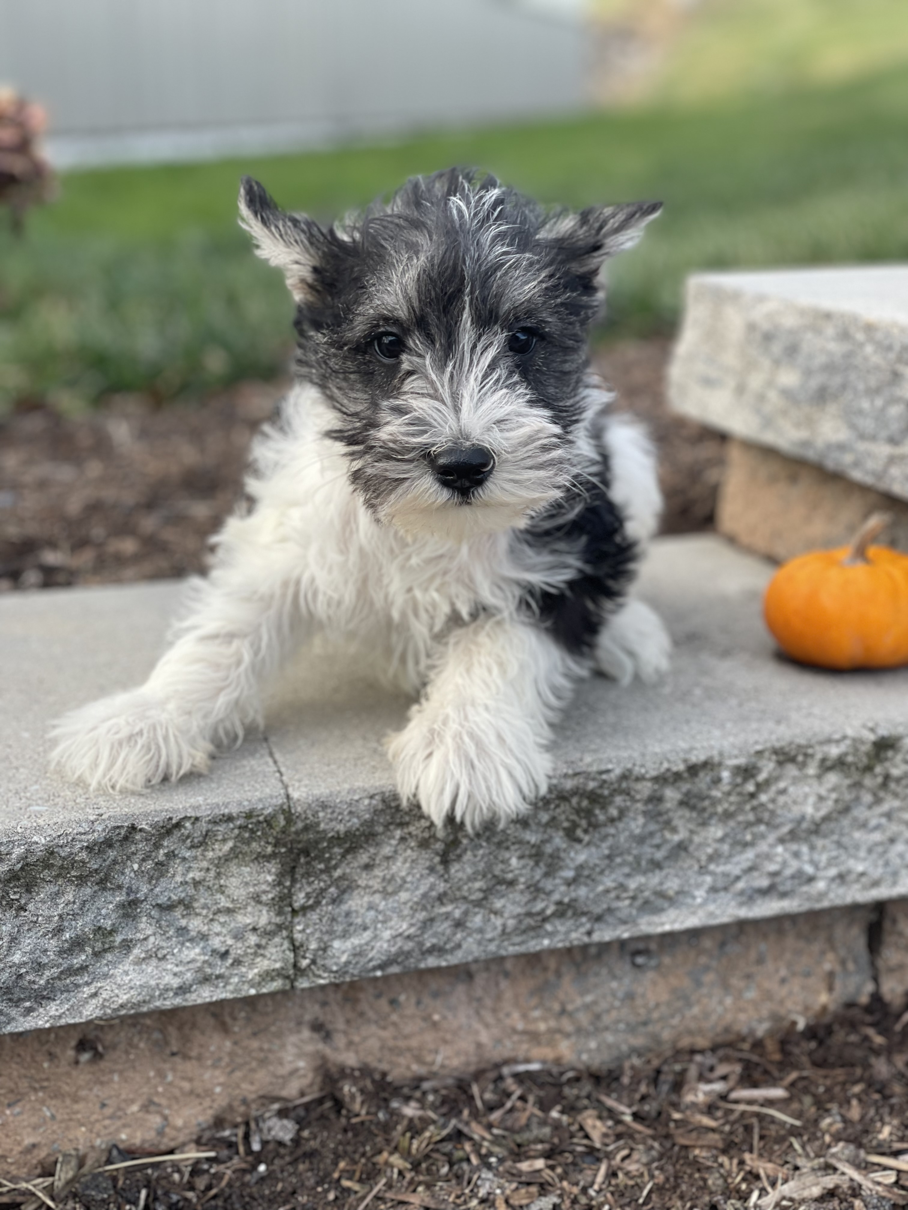puppy, for, sale, Miniature Schnauzer, Curtis  Martin, dog, breeder, Seneca Falls, NY, dog-breeder, puppy-for-sale, forsale, nearby, find, puppyfind, locator, puppylocator, aca