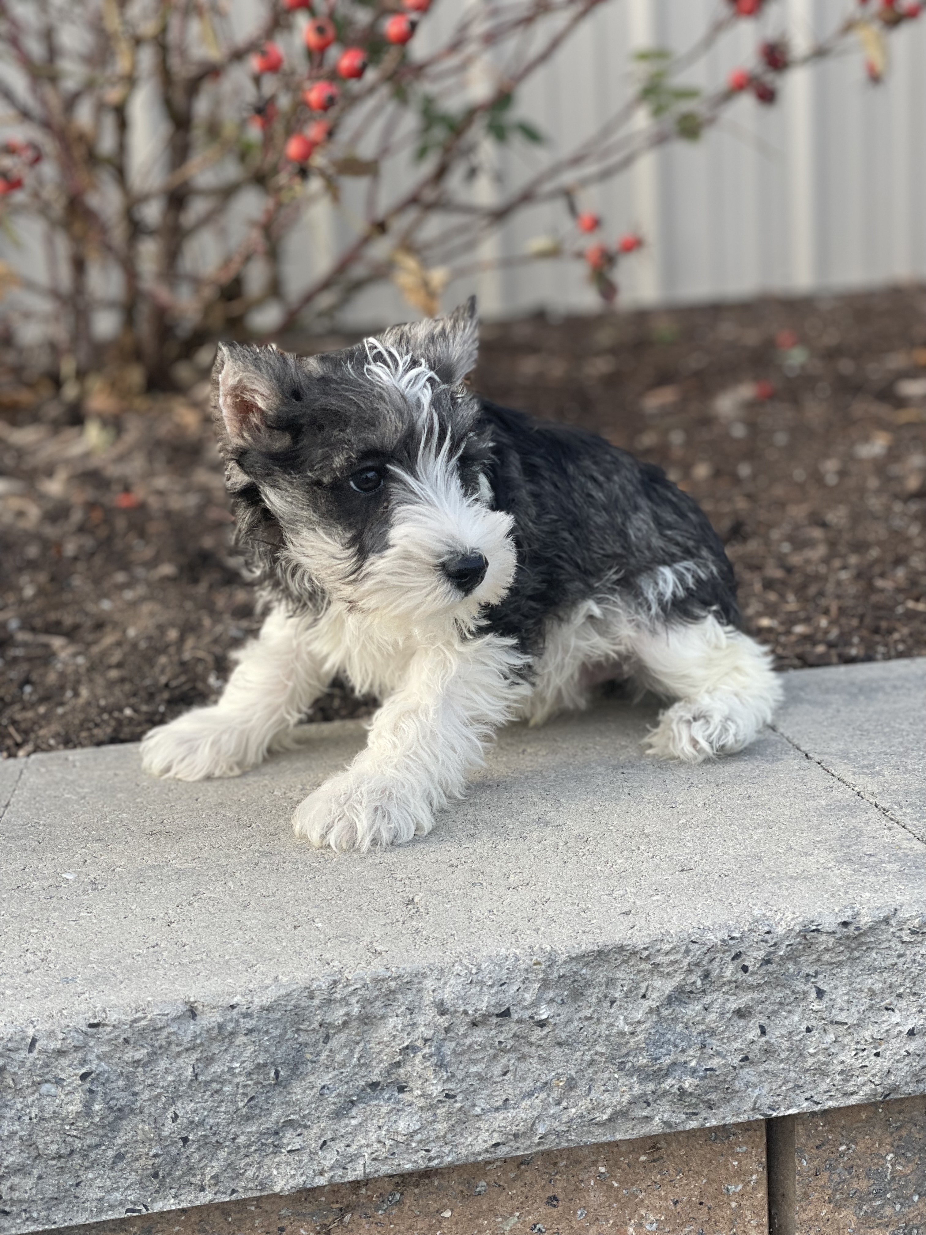 puppy, for, sale, Miniature Schnauzer, Curtis  Martin, dog, breeder, Seneca Falls, NY, dog-breeder, puppy-for-sale, forsale, nearby, find, puppyfind, locator, puppylocator, aca