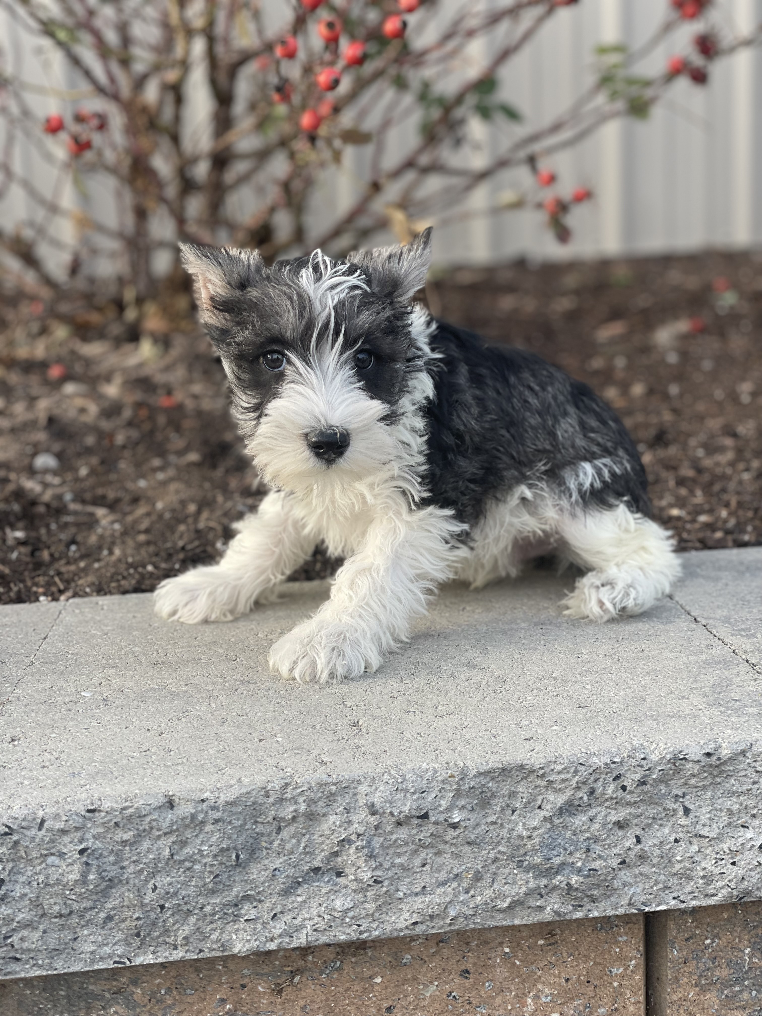 puppy, for, sale, Miniature Schnauzer, Curtis  Martin, dog, breeder, Seneca Falls, NY, dog-breeder, puppy-for-sale, forsale, nearby, find, puppyfind, locator, puppylocator, aca