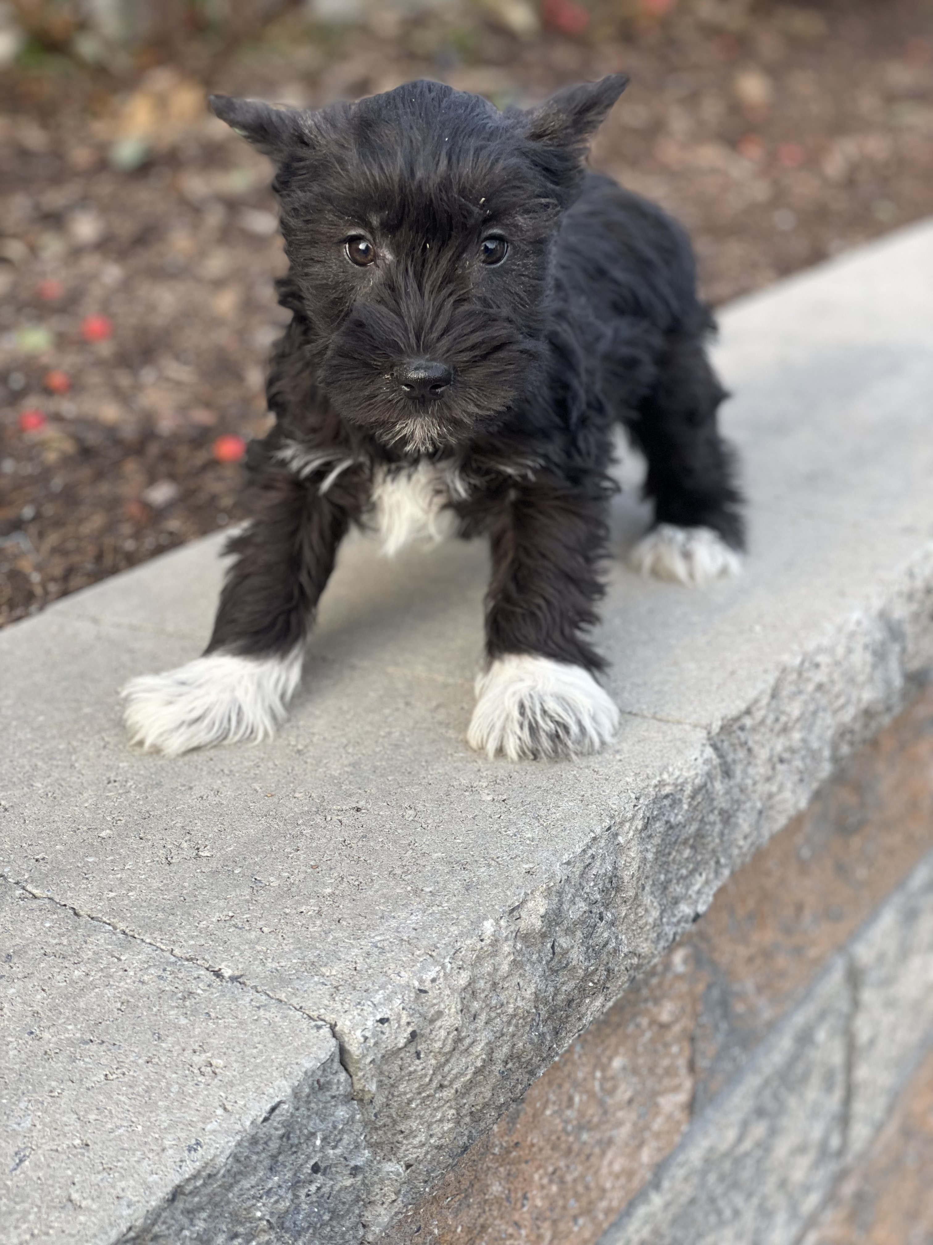 puppy, for, sale, Miniature Schnauzer, Curtis  Martin, dog, breeder, Seneca Falls, NY, dog-breeder, puppy-for-sale, forsale, nearby, find, puppyfind, locator, puppylocator, aca