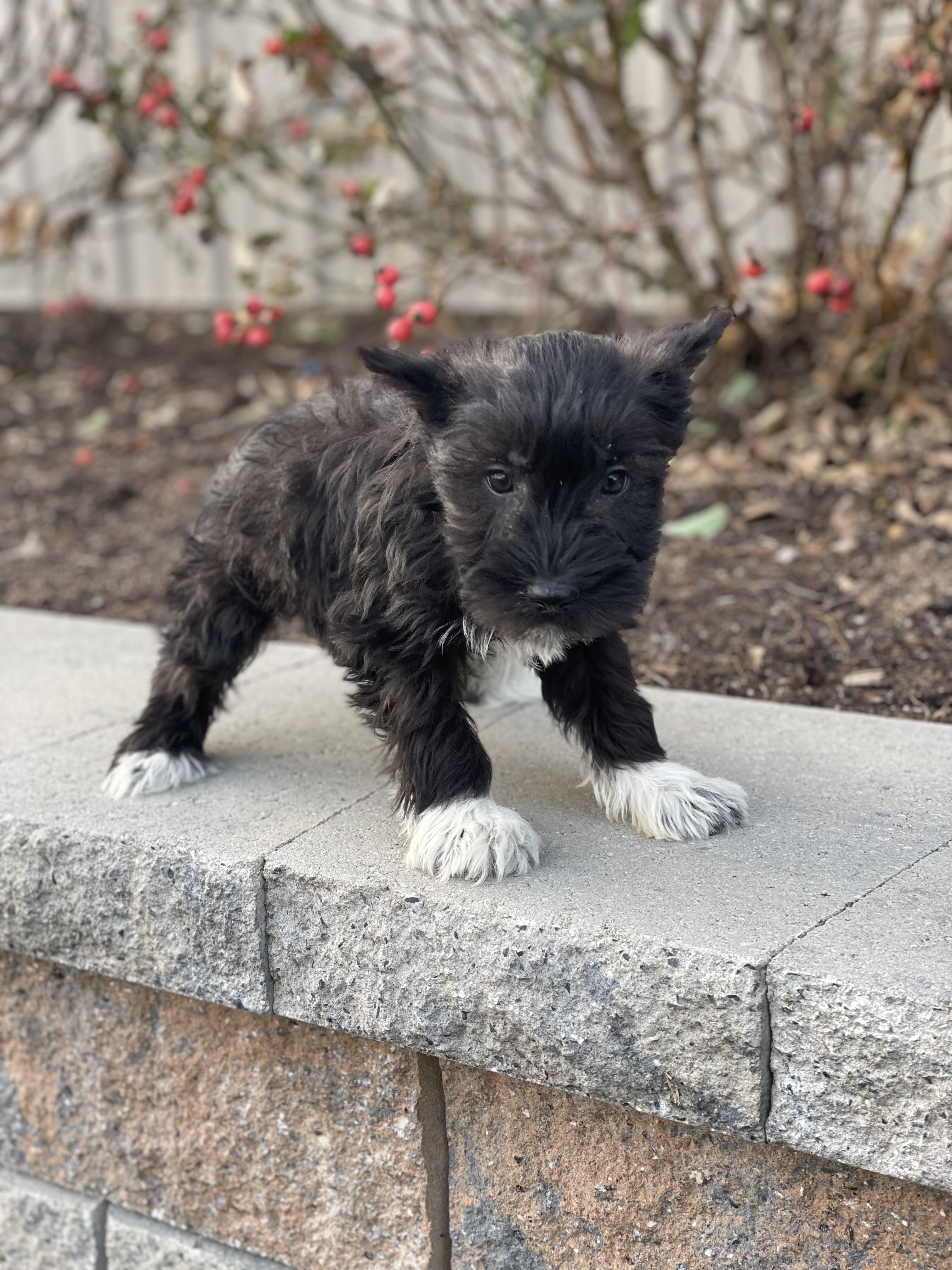 puppy, for, sale, Miniature Schnauzer, Curtis  Martin, dog, breeder, Seneca Falls, NY, dog-breeder, puppy-for-sale, forsale, nearby, find, puppyfind, locator, puppylocator, aca