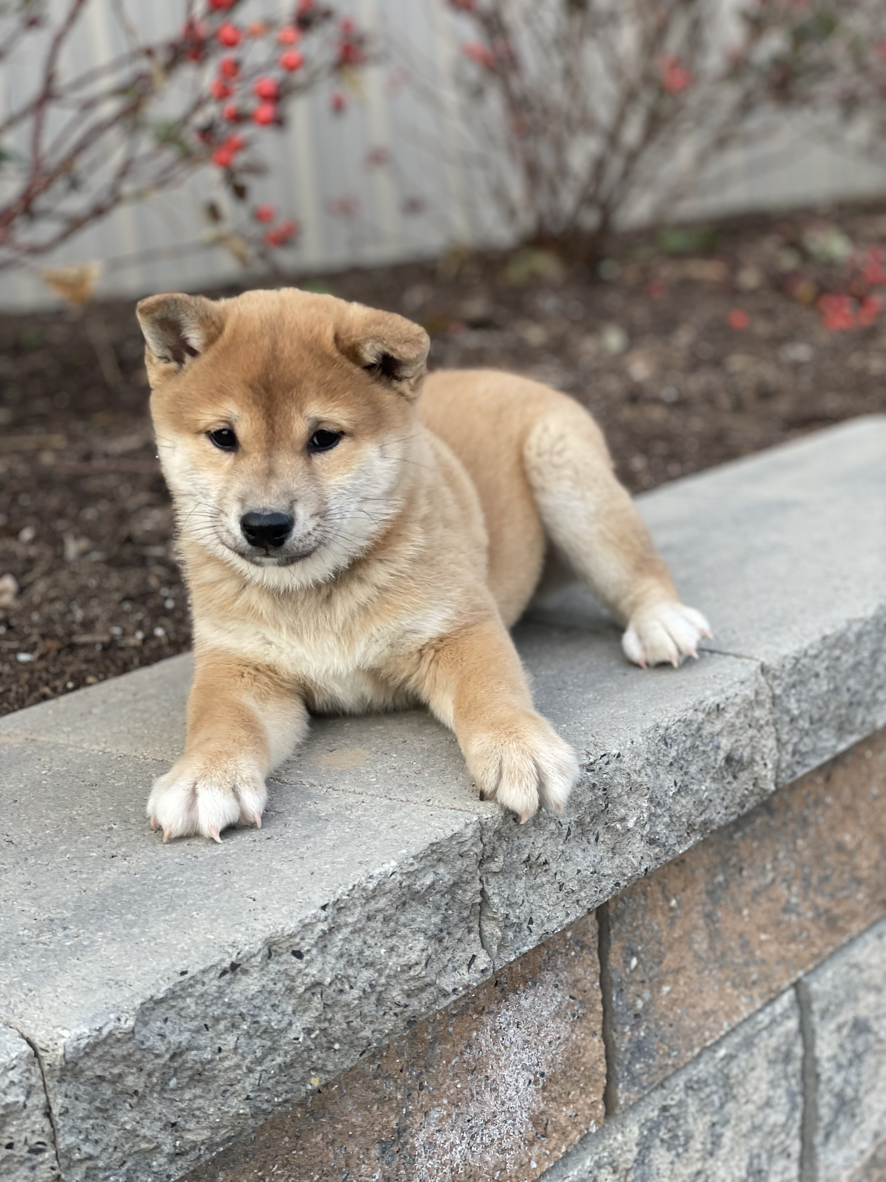 puppy, for, sale, Shiba Inu, Curtis  Martin, dog, breeder, Seneca Falls, NY, dog-breeder, puppy-for-sale, forsale, nearby, find, puppyfind, locator, puppylocator, aca