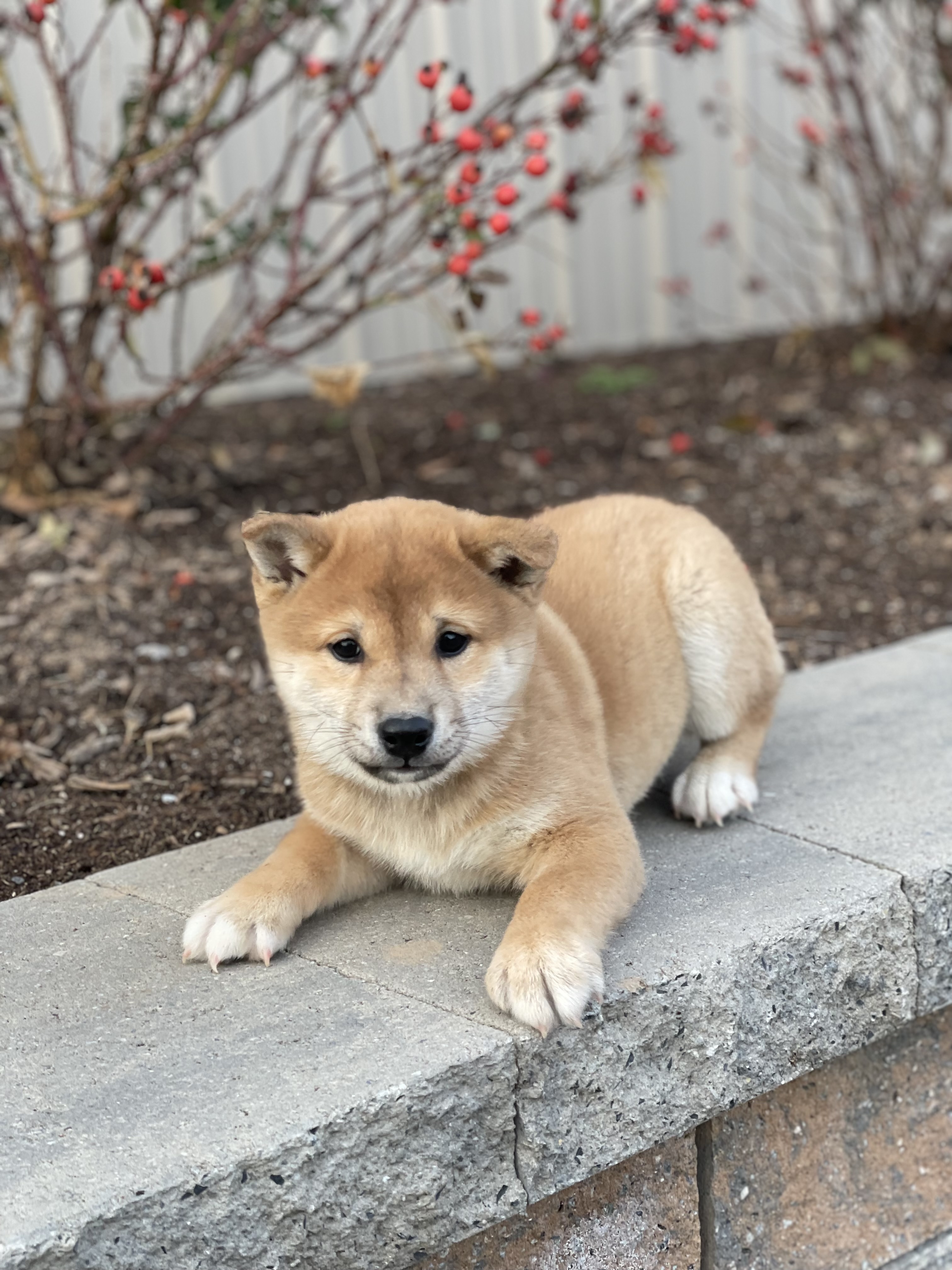 puppy, for, sale, Shiba Inu, Curtis  Martin, dog, breeder, Seneca Falls, NY, dog-breeder, puppy-for-sale, forsale, nearby, find, puppyfind, locator, puppylocator, aca