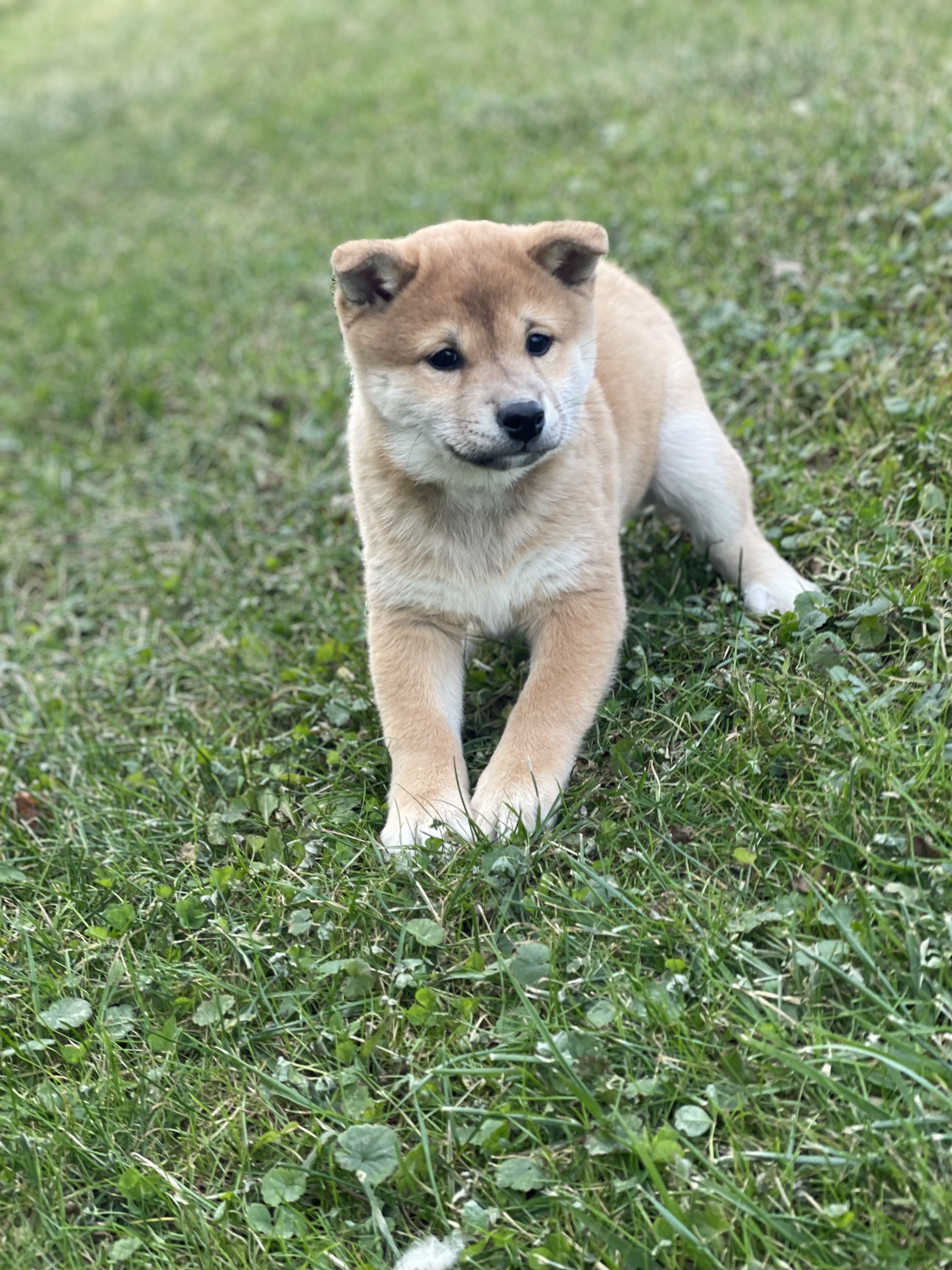 puppy, for, sale, Shiba Inu, Curtis  Martin, dog, breeder, Seneca Falls, NY, dog-breeder, puppy-for-sale, forsale, nearby, find, puppyfind, locator, puppylocator, aca
