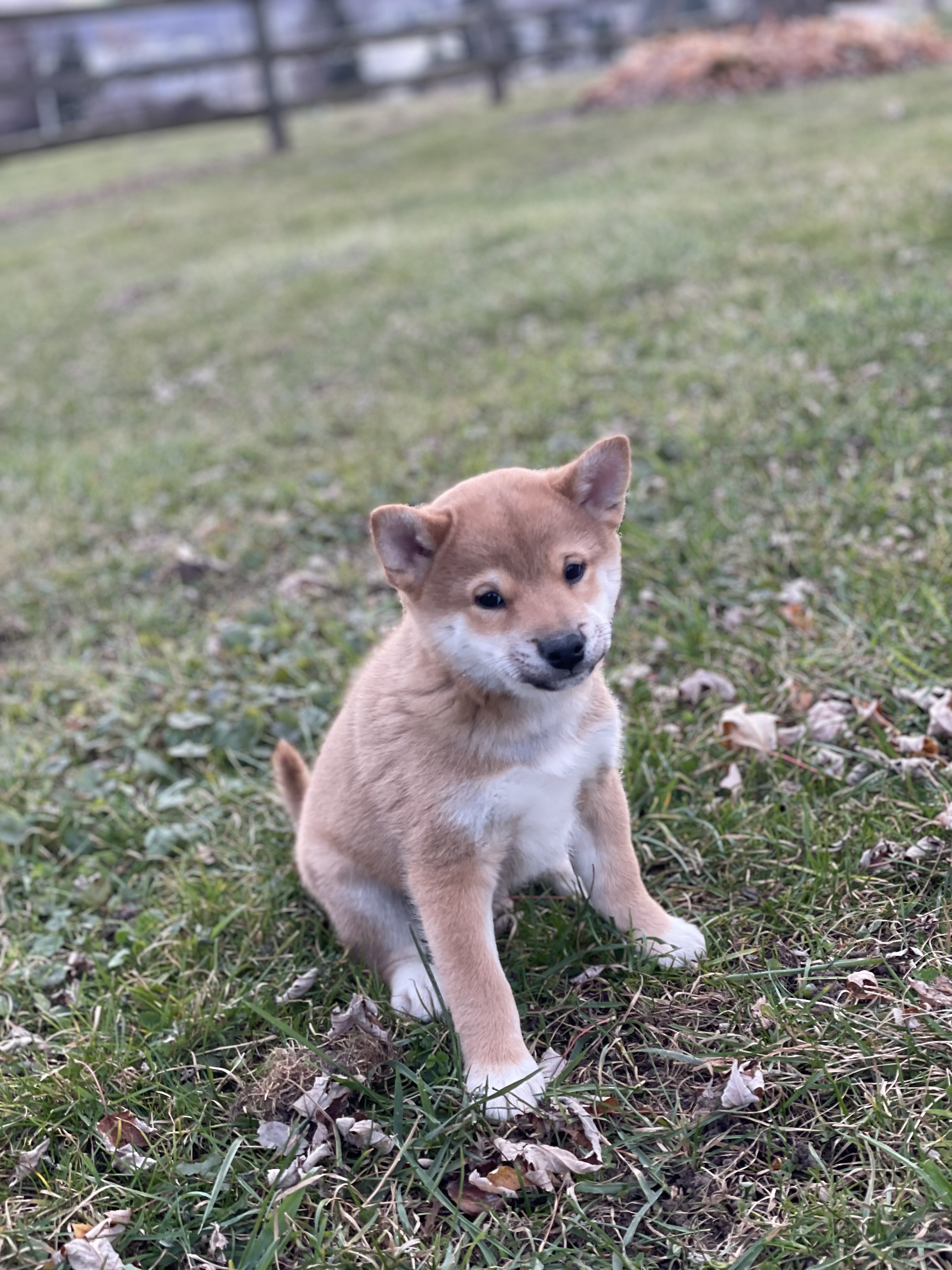 puppy, for, sale, Shiba Inu, Curtis  Martin, dog, breeder, Seneca Falls, NY, dog-breeder, puppy-for-sale, forsale, nearby, find, puppyfind, locator, puppylocator, aca