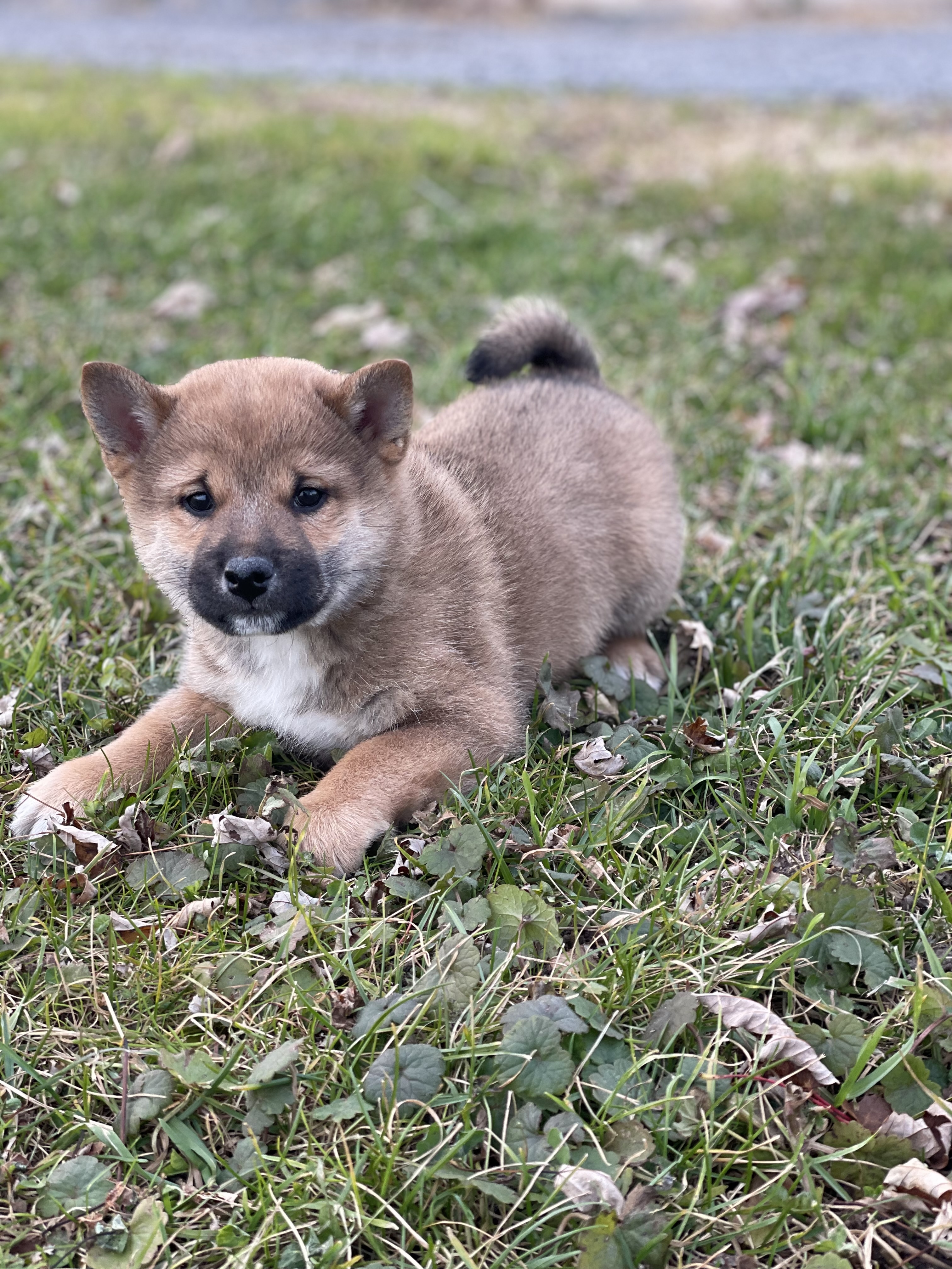 puppy, for, sale, Shiba Inu, Curtis  Martin, dog, breeder, Seneca Falls, NY, dog-breeder, puppy-for-sale, forsale, nearby, find, puppyfind, locator, puppylocator, aca