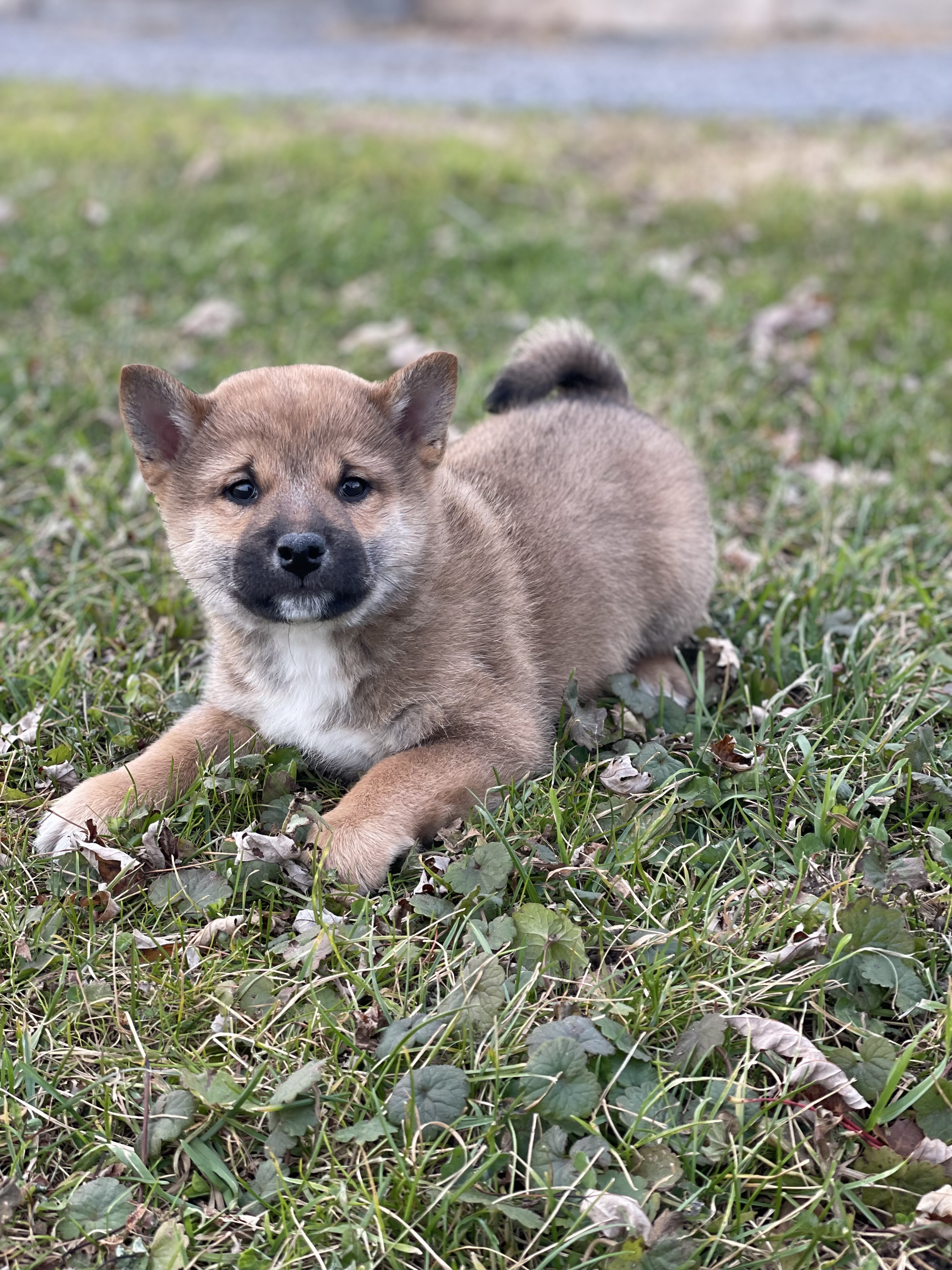 puppy, for, sale, Shiba Inu, Curtis  Martin, dog, breeder, Seneca Falls, NY, dog-breeder, puppy-for-sale, forsale, nearby, find, puppyfind, locator, puppylocator, aca