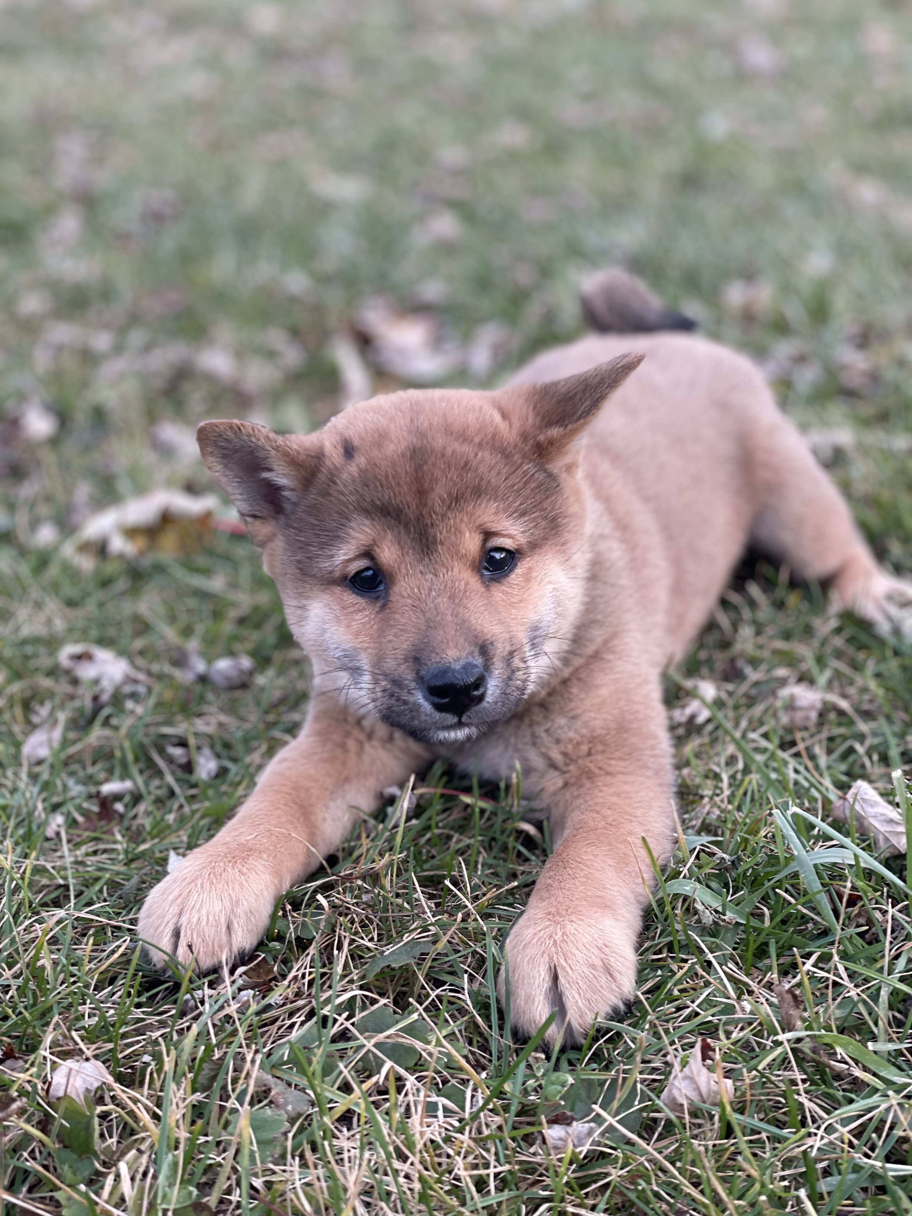 puppy, for, sale, Shiba Inu, Curtis  Martin, dog, breeder, Seneca Falls, NY, dog-breeder, puppy-for-sale, forsale, nearby, find, puppyfind, locator, puppylocator, aca