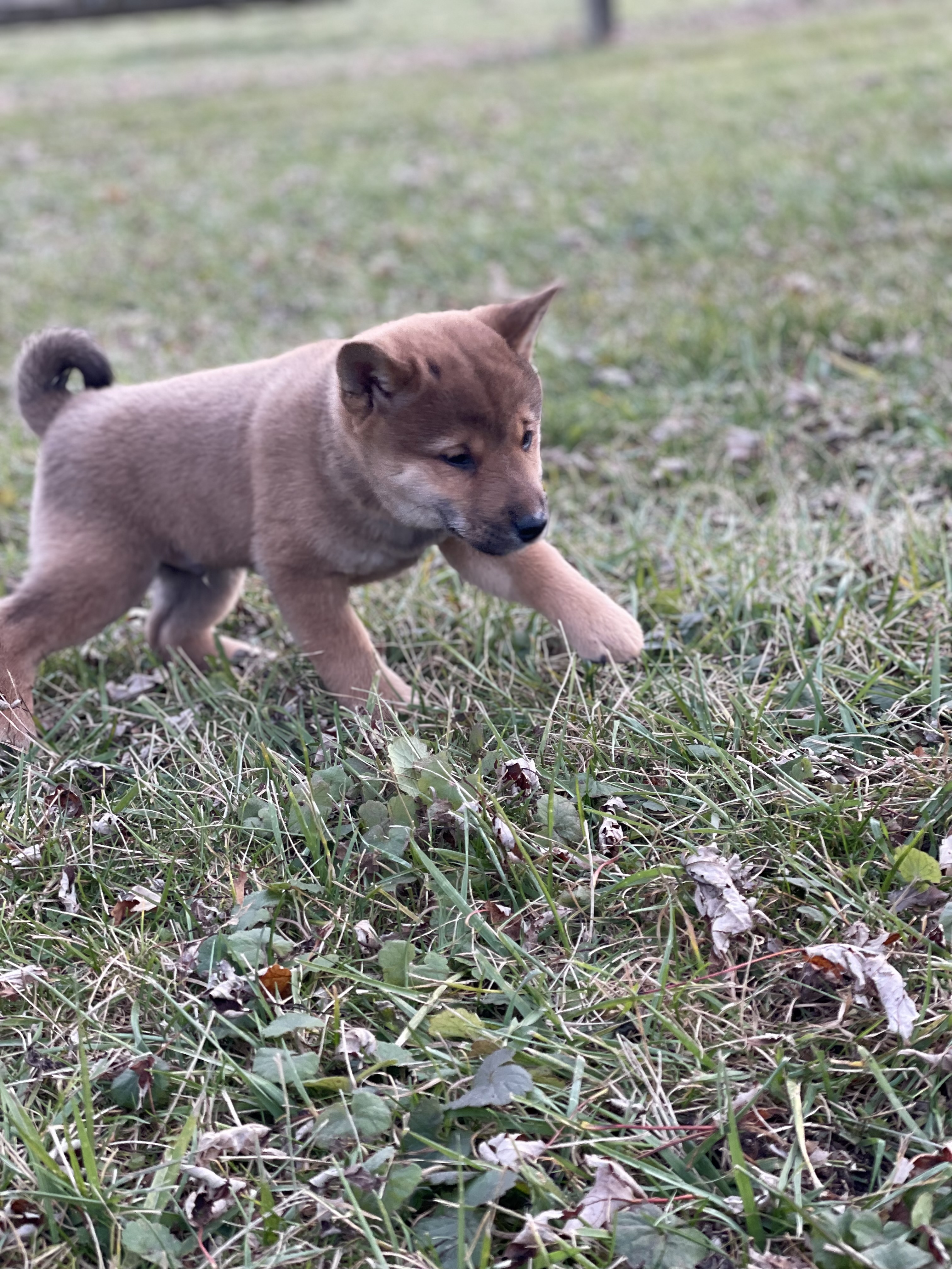 puppy, for, sale, Shiba Inu, Curtis  Martin, dog, breeder, Seneca Falls, NY, dog-breeder, puppy-for-sale, forsale, nearby, find, puppyfind, locator, puppylocator, aca