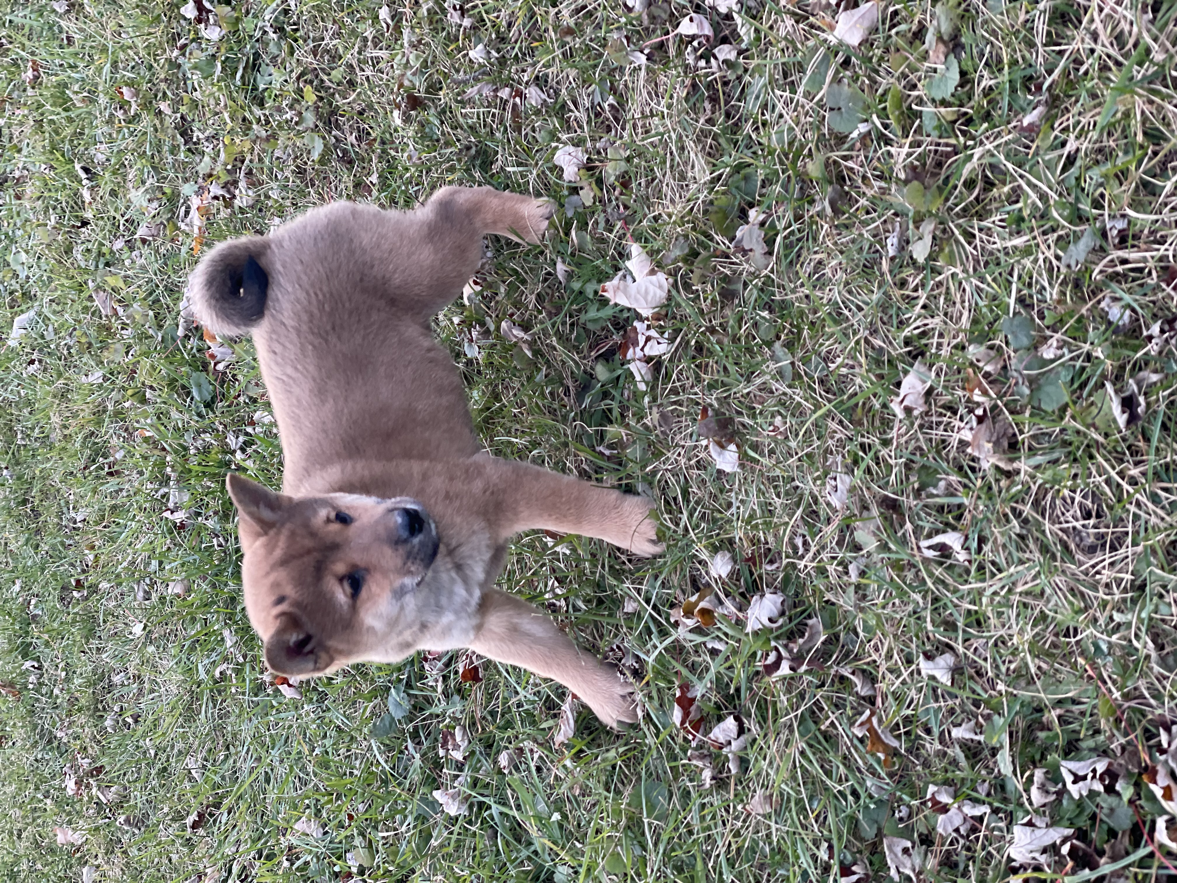 puppy, for, sale, Shiba Inu, Curtis  Martin, dog, breeder, Seneca Falls, NY, dog-breeder, puppy-for-sale, forsale, nearby, find, puppyfind, locator, puppylocator, aca