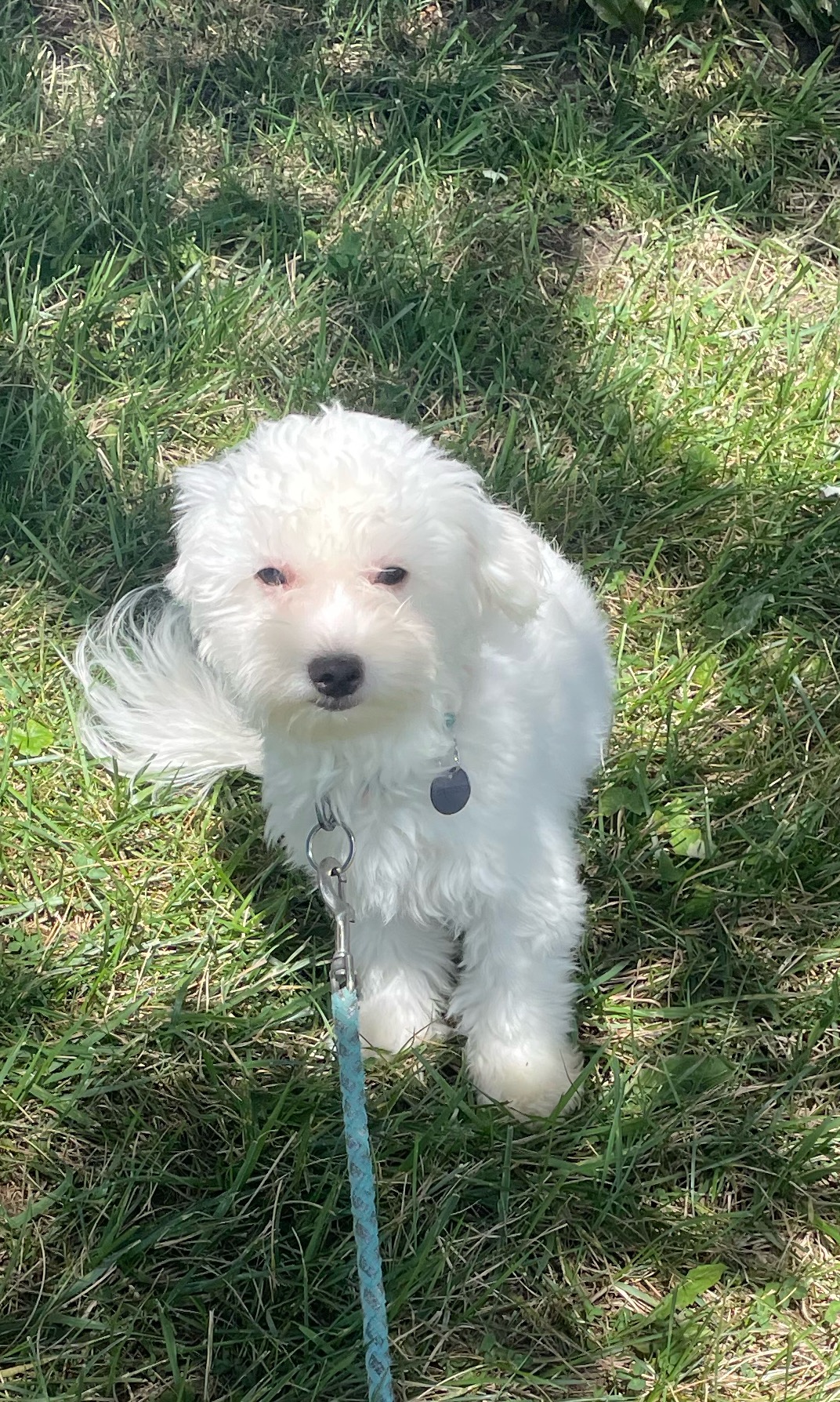 puppy photo
