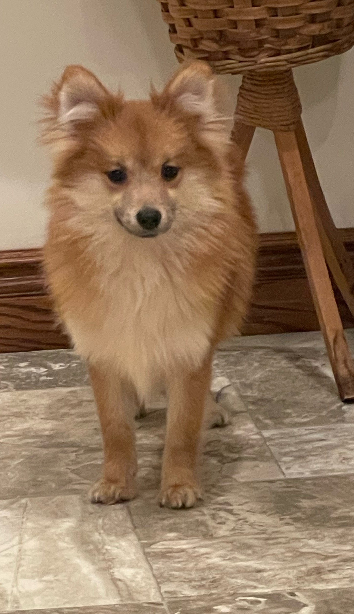 puppy, for, sale, Pomeranian, Curtis  Martin, dog, breeder, Seneca Falls, NY, dog-breeder, puppy-for-sale, forsale, nearby, find, puppyfind, locator, puppylocator, aca