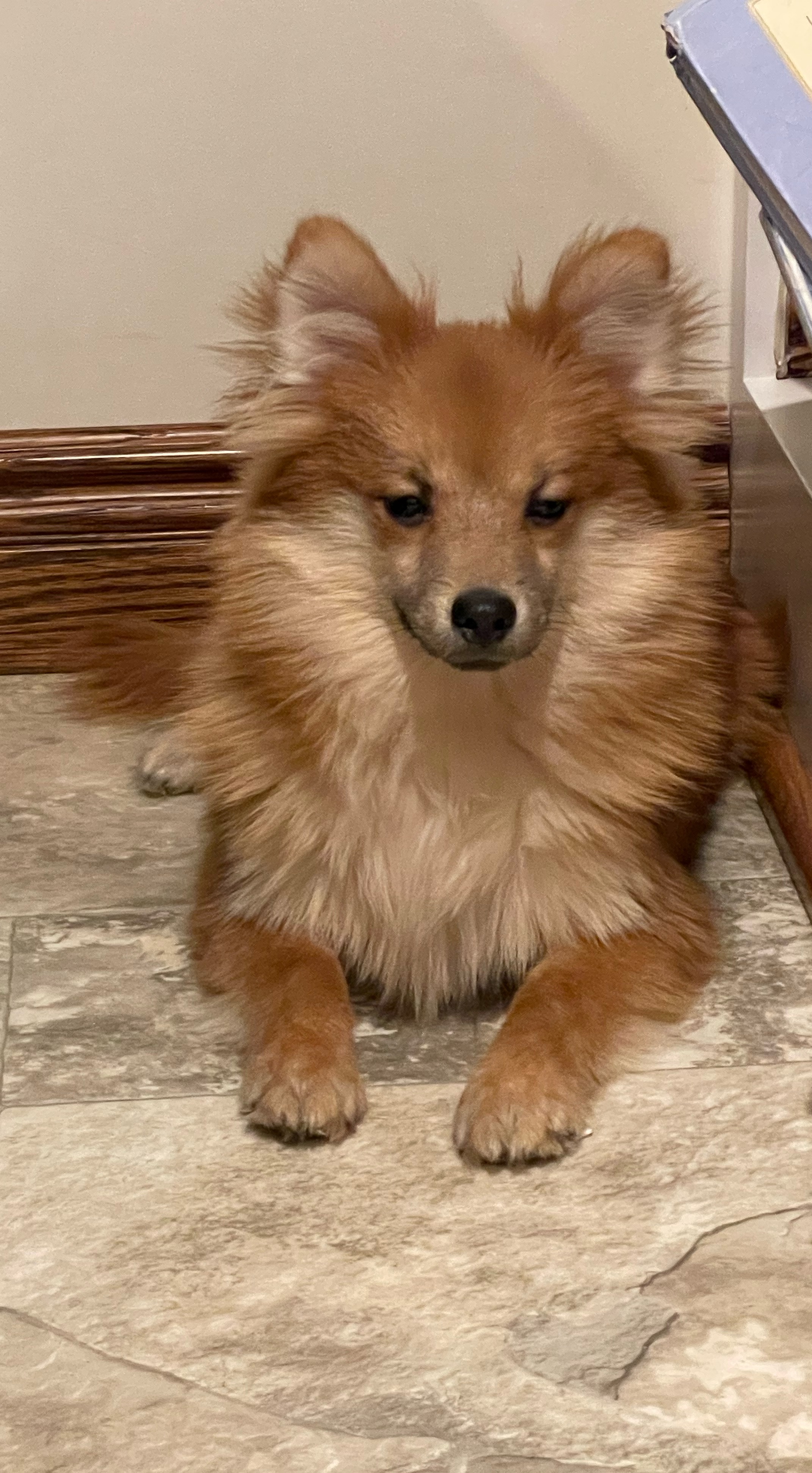 puppy, for, sale, Pomeranian, Curtis  Martin, dog, breeder, Seneca Falls, NY, dog-breeder, puppy-for-sale, forsale, nearby, find, puppyfind, locator, puppylocator, aca