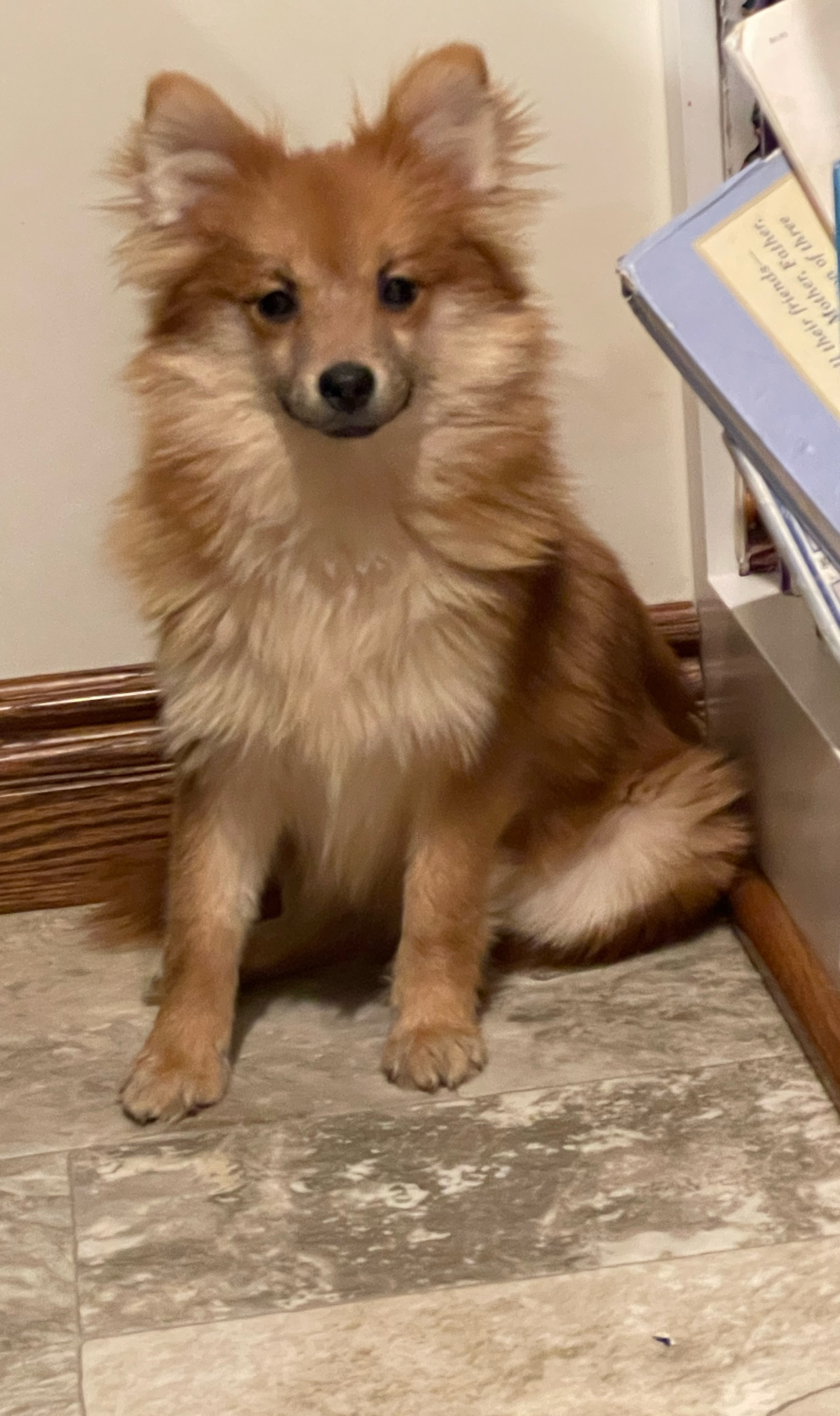 puppy, for, sale, Pomeranian, Curtis  Martin, dog, breeder, Seneca Falls, NY, dog-breeder, puppy-for-sale, forsale, nearby, find, puppyfind, locator, puppylocator, aca