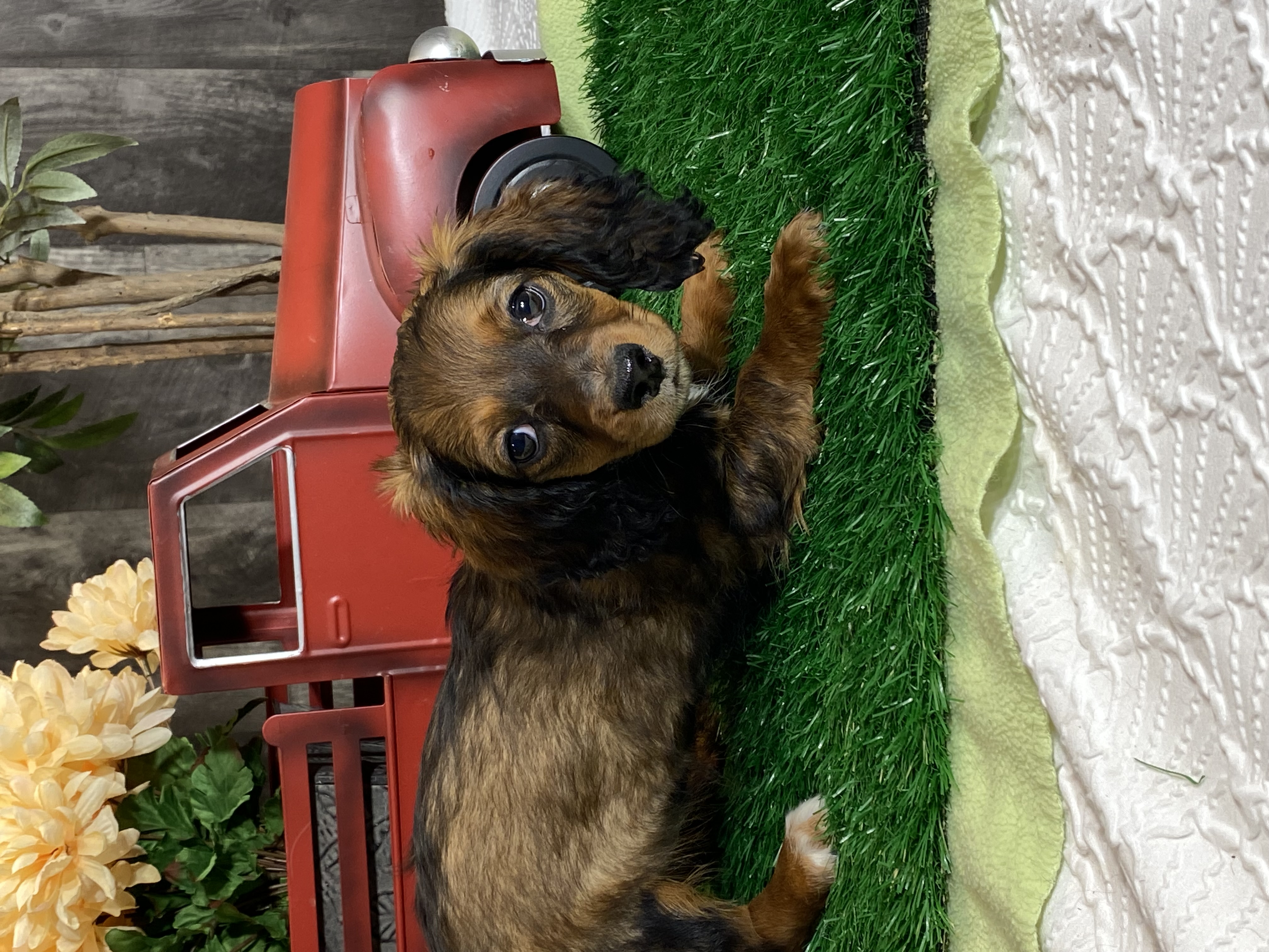puppy, for, sale, Dachshund, Curtis  Martin, dog, breeder, Seneca Falls, NY, dog-breeder, puppy-for-sale, forsale, nearby, find, puppyfind, locator, puppylocator, aca
