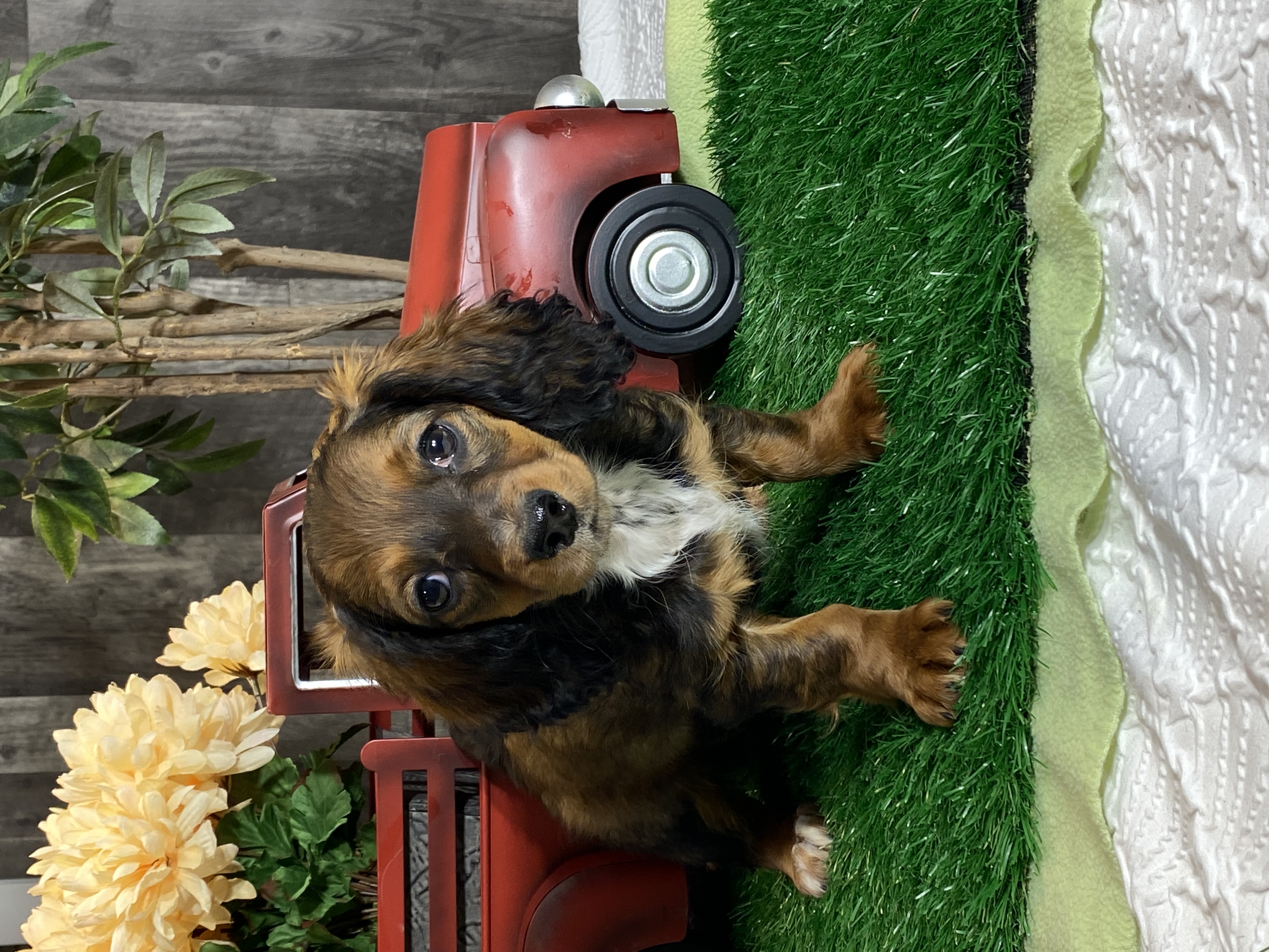 puppy, for, sale, Dachshund, Curtis  Martin, dog, breeder, Seneca Falls, NY, dog-breeder, puppy-for-sale, forsale, nearby, find, puppyfind, locator, puppylocator, aca
