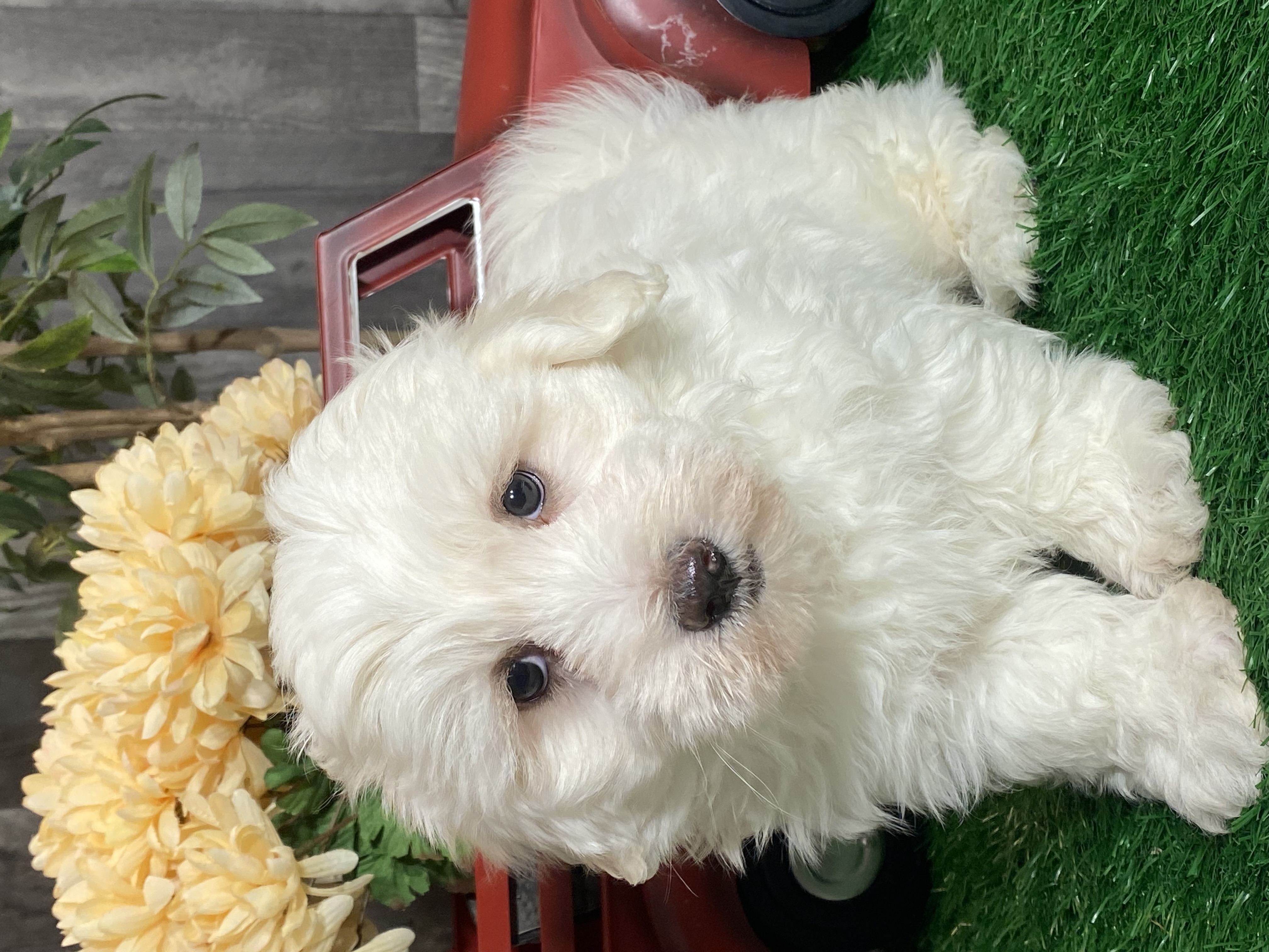 puppy, for, sale, Coton de Tulear, Curtis  Martin, dog, breeder, Seneca Falls, NY, dog-breeder, puppy-for-sale, forsale, nearby, find, puppyfind, locator, puppylocator, aca
