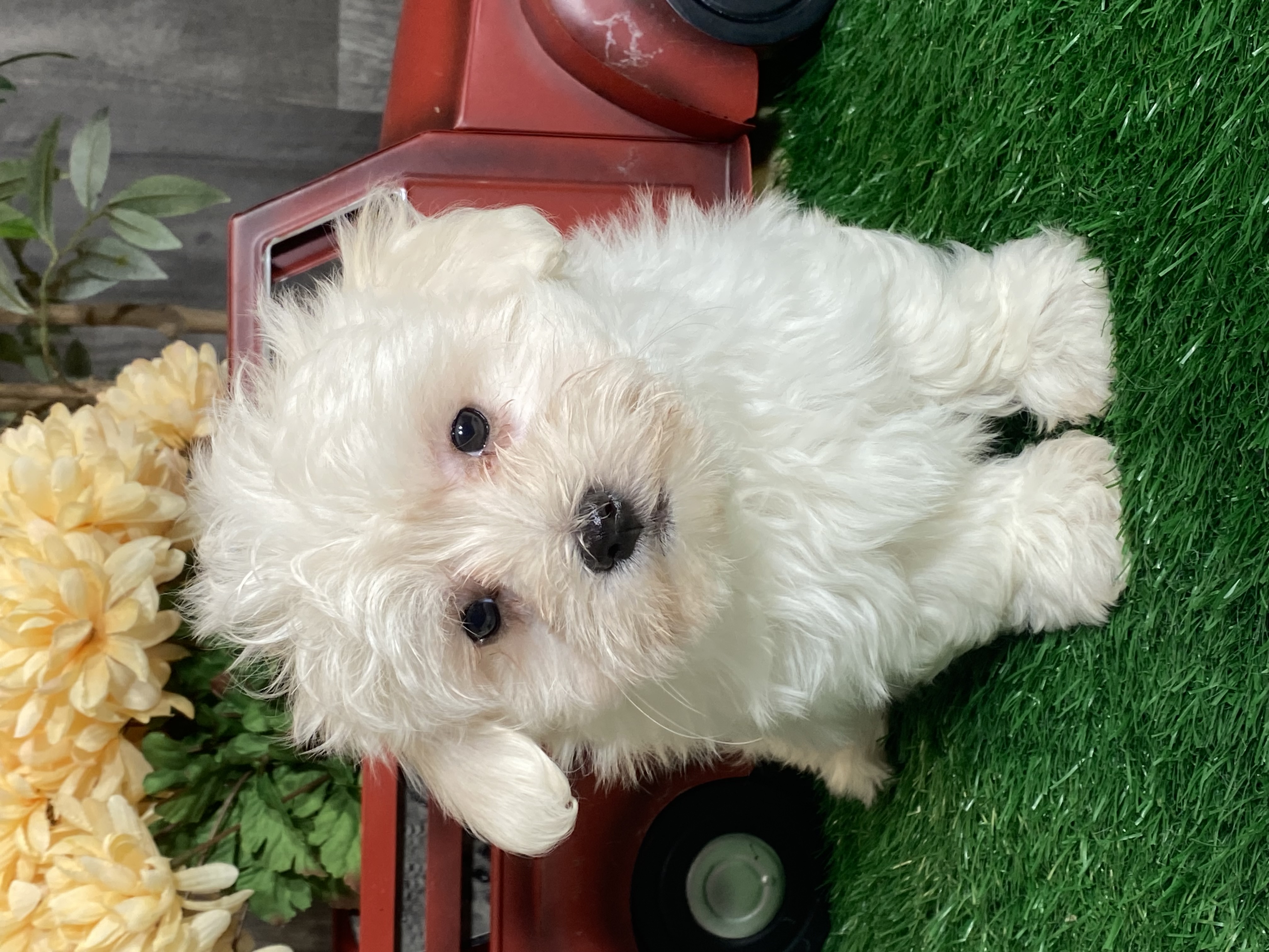 puppy, for, sale, Coton de Tulear, Curtis  Martin, dog, breeder, Seneca Falls, NY, dog-breeder, puppy-for-sale, forsale, nearby, find, puppyfind, locator, puppylocator, aca