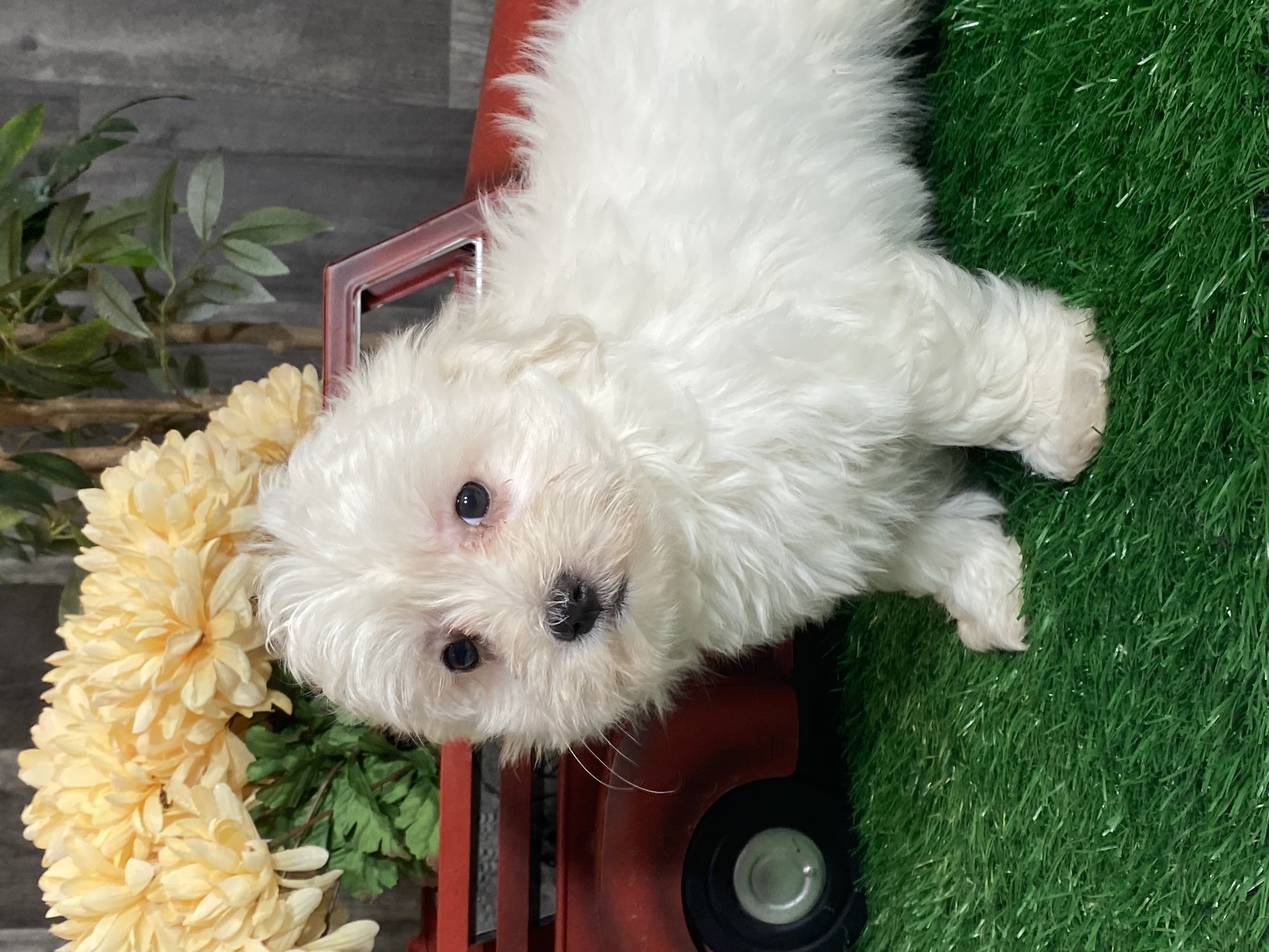 puppy, for, sale, Coton de Tulear, Curtis  Martin, dog, breeder, Seneca Falls, NY, dog-breeder, puppy-for-sale, forsale, nearby, find, puppyfind, locator, puppylocator, aca