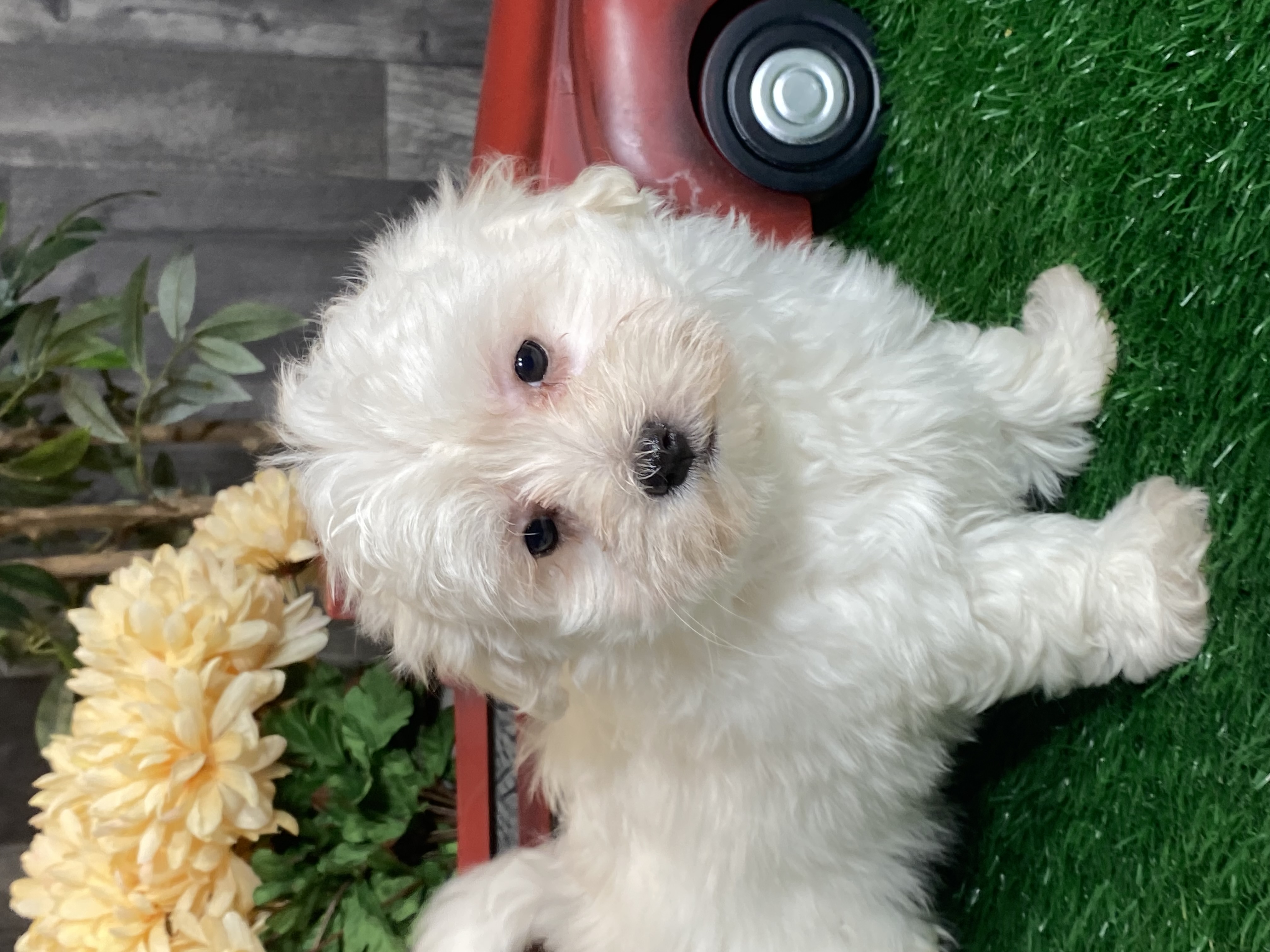 puppy, for, sale, Coton de Tulear, Curtis  Martin, dog, breeder, Seneca Falls, NY, dog-breeder, puppy-for-sale, forsale, nearby, find, puppyfind, locator, puppylocator, aca