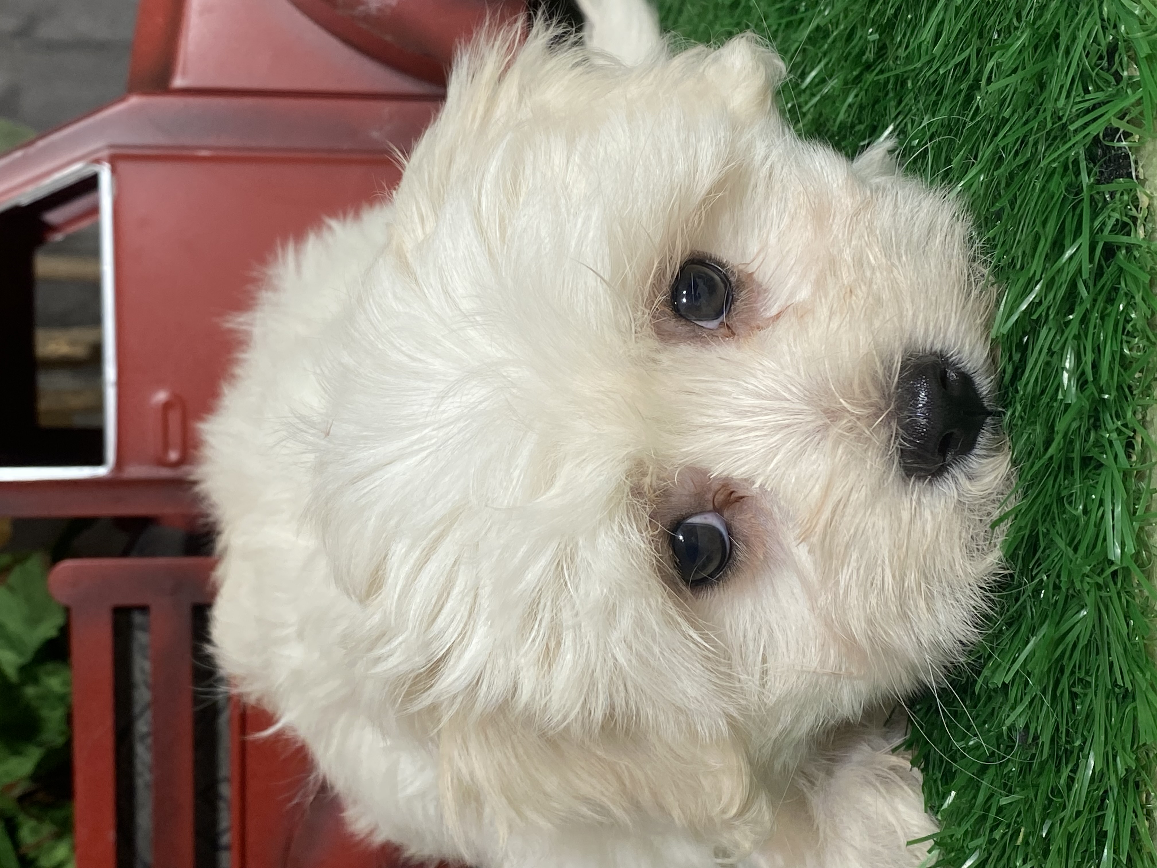 puppy, for, sale, Coton de Tulear, Curtis  Martin, dog, breeder, Seneca Falls, NY, dog-breeder, puppy-for-sale, forsale, nearby, find, puppyfind, locator, puppylocator, aca