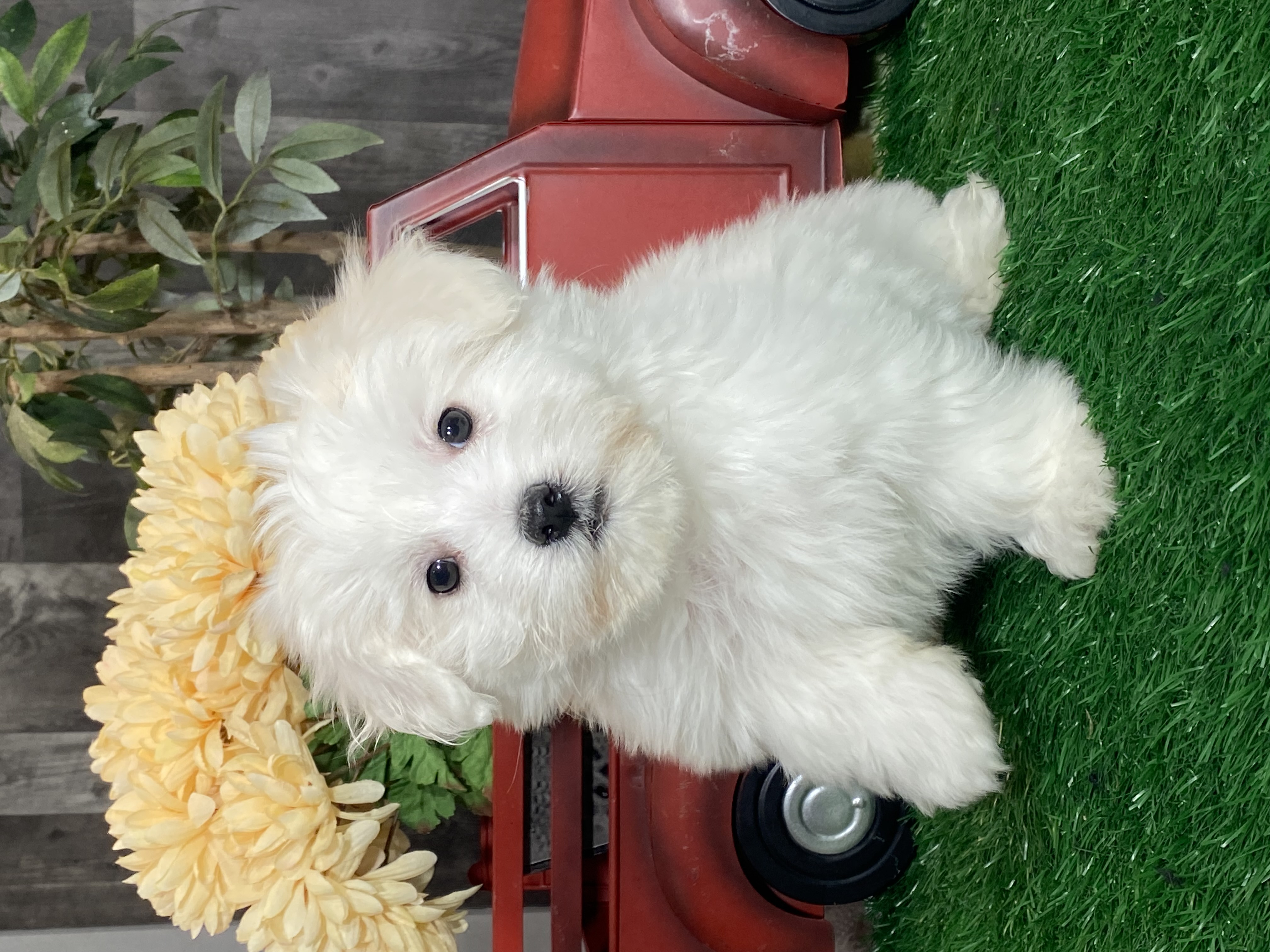 puppy, for, sale, Coton de Tulear, Curtis  Martin, dog, breeder, Seneca Falls, NY, dog-breeder, puppy-for-sale, forsale, nearby, find, puppyfind, locator, puppylocator, aca