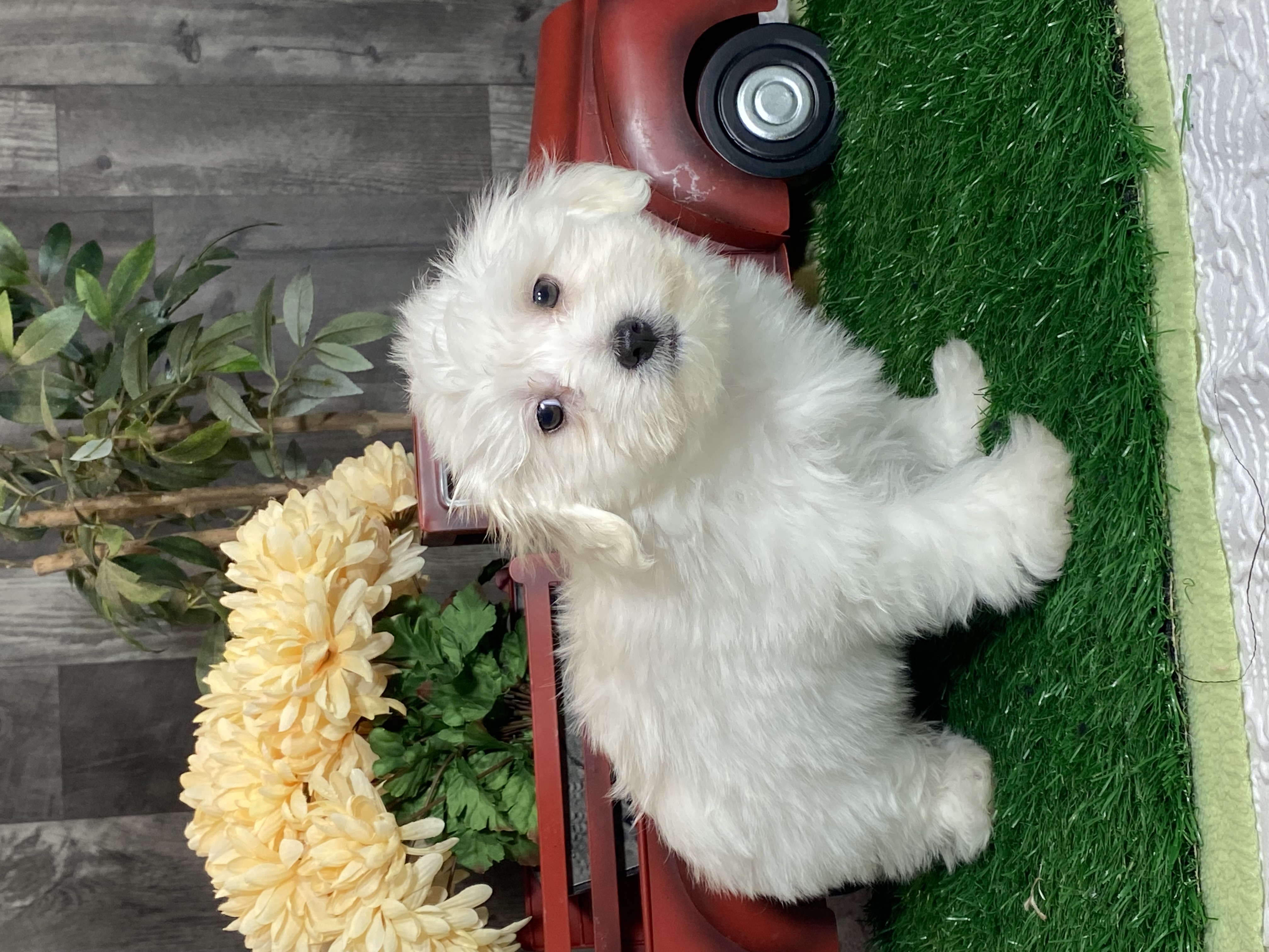 puppy, for, sale, Coton de Tulear, Curtis  Martin, dog, breeder, Seneca Falls, NY, dog-breeder, puppy-for-sale, forsale, nearby, find, puppyfind, locator, puppylocator, aca