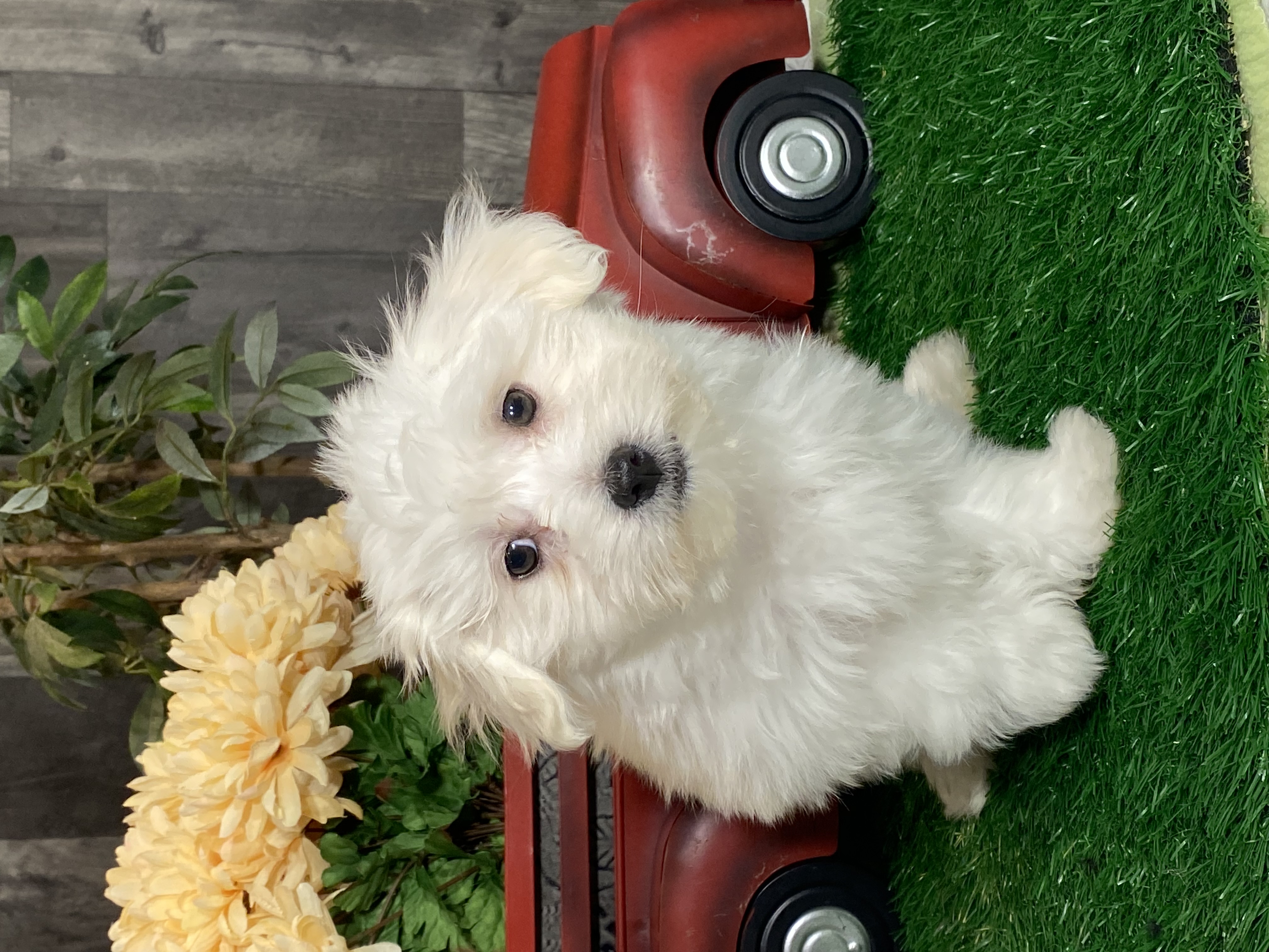 puppy, for, sale, Coton de Tulear, Curtis  Martin, dog, breeder, Seneca Falls, NY, dog-breeder, puppy-for-sale, forsale, nearby, find, puppyfind, locator, puppylocator, aca