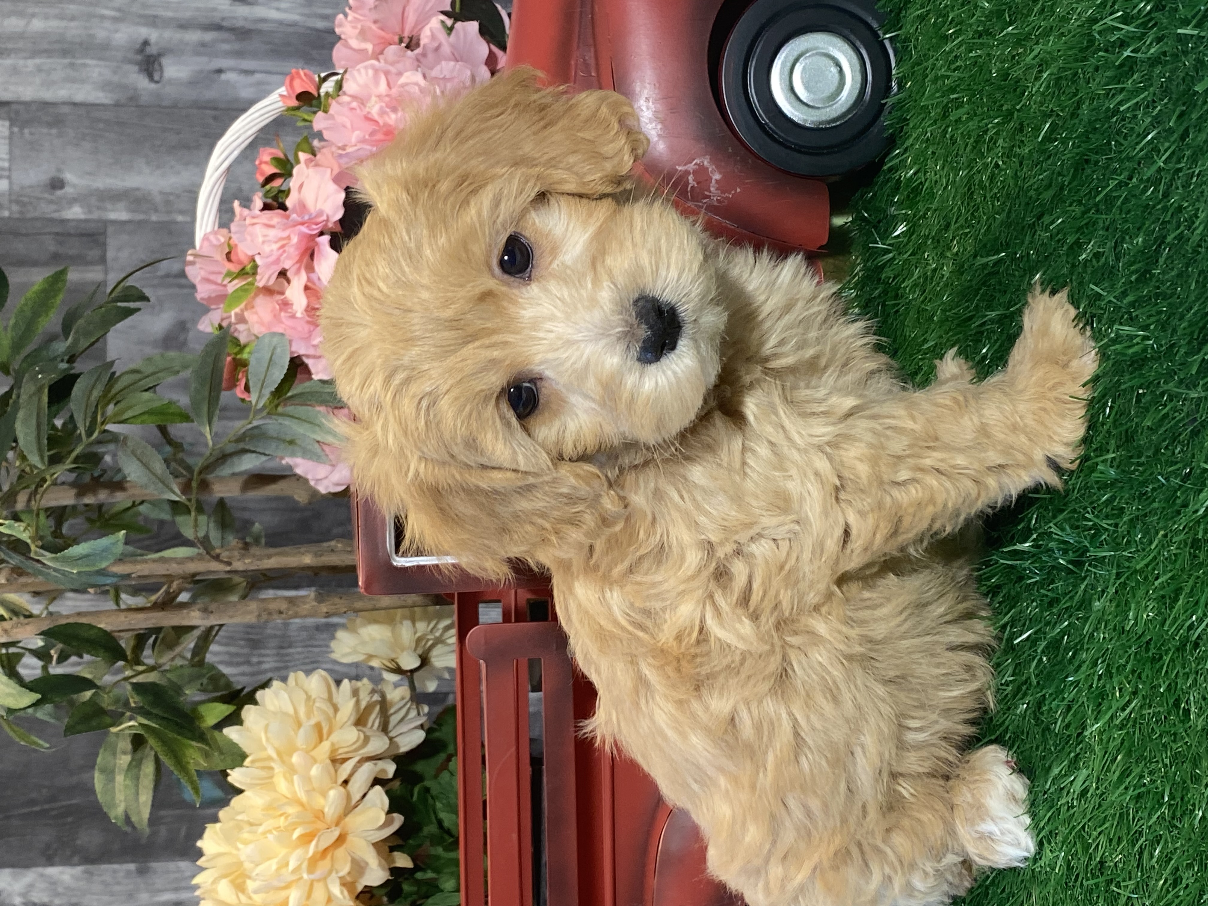 puppy, for, sale, Malti Poo, Curtis  Martin, dog, breeder, Seneca Falls, NY, dog-breeder, puppy-for-sale, forsale, nearby, find, puppyfind, locator, puppylocator, aca