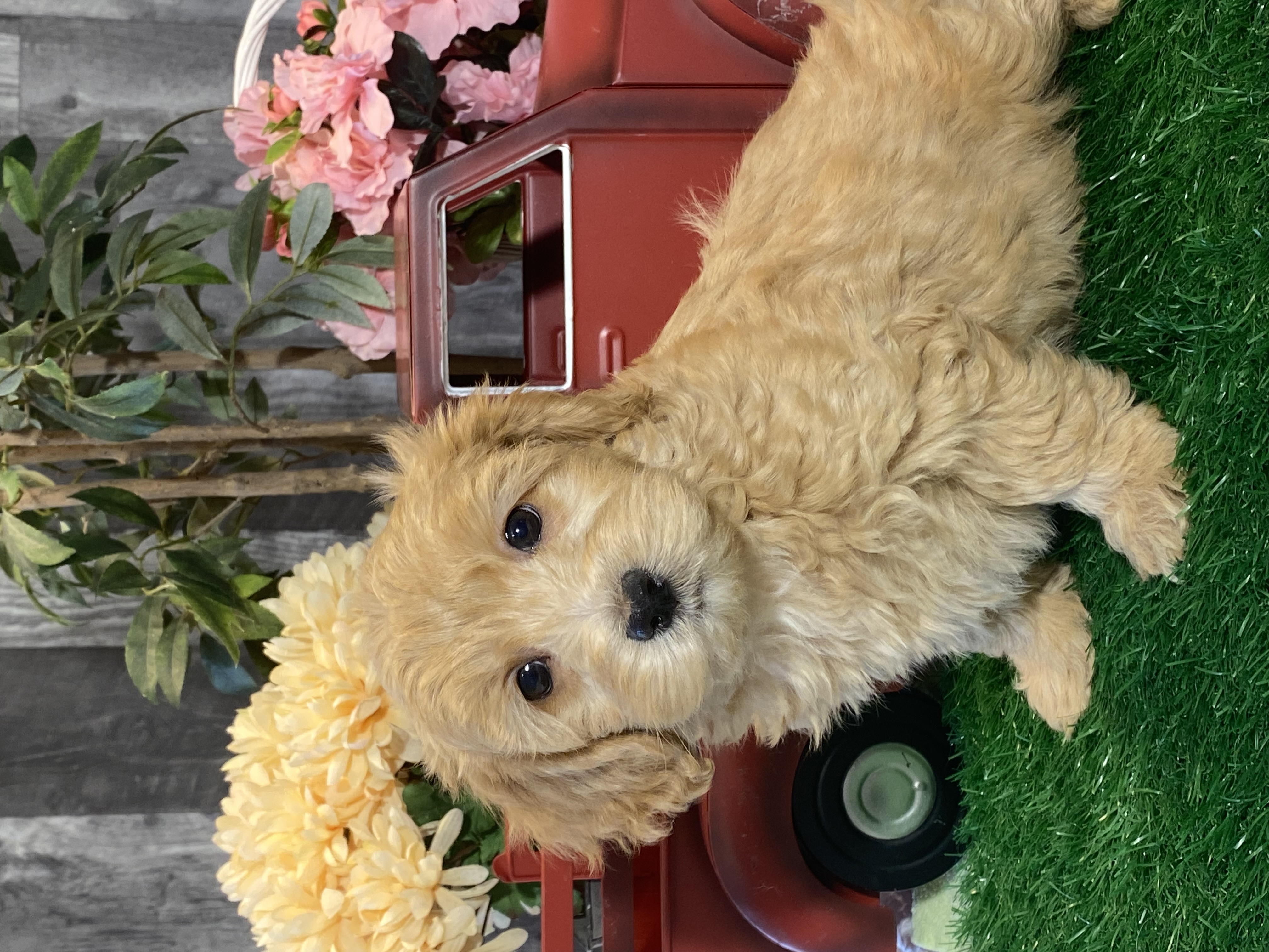 puppy, for, sale, Malti Poo, Curtis  Martin, dog, breeder, Seneca Falls, NY, dog-breeder, puppy-for-sale, forsale, nearby, find, puppyfind, locator, puppylocator, aca