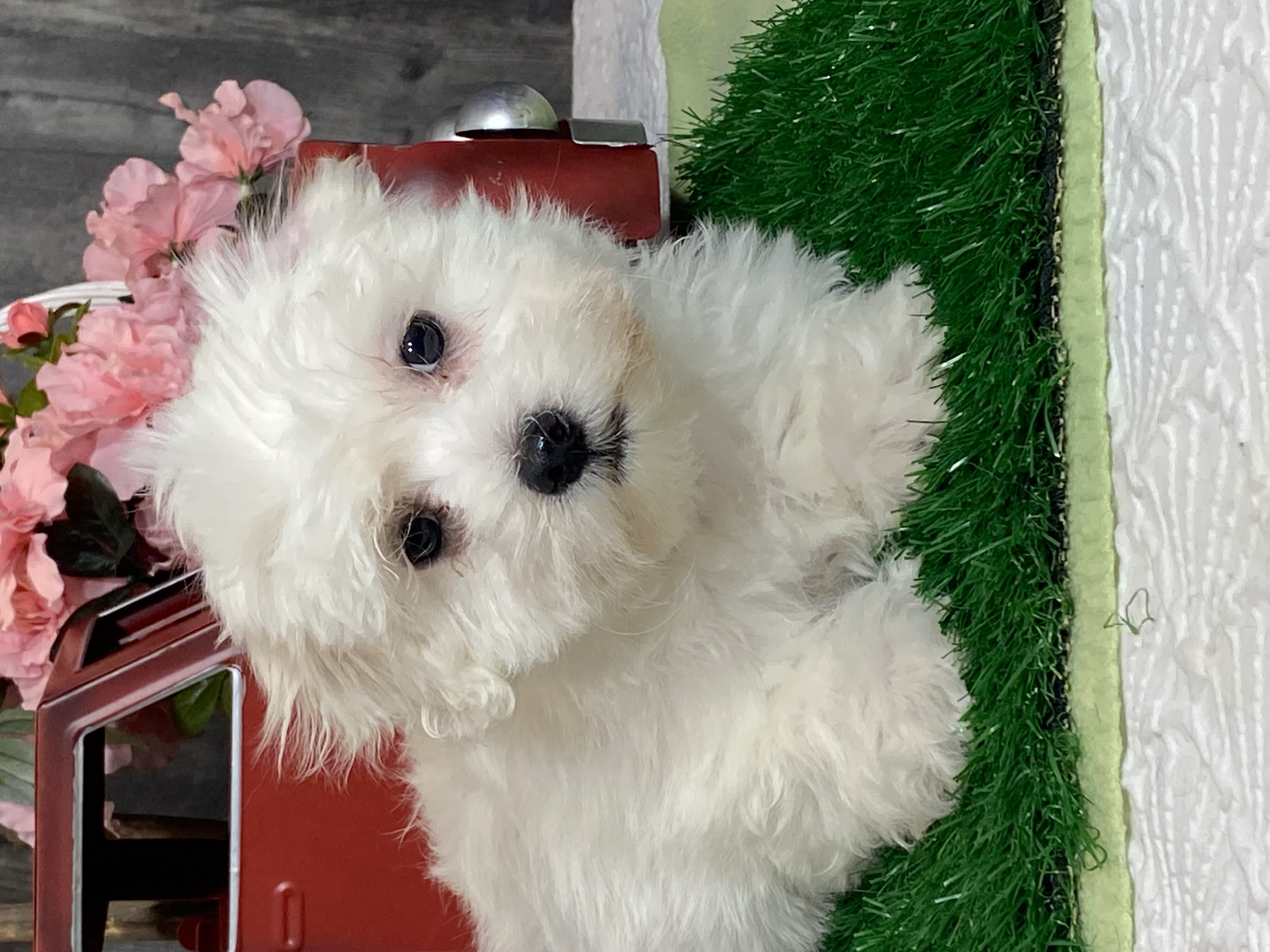 puppy, for, sale, Coton de Tulear, Curtis  Martin, dog, breeder, Seneca Falls, NY, dog-breeder, puppy-for-sale, forsale, nearby, find, puppyfind, locator, puppylocator, aca