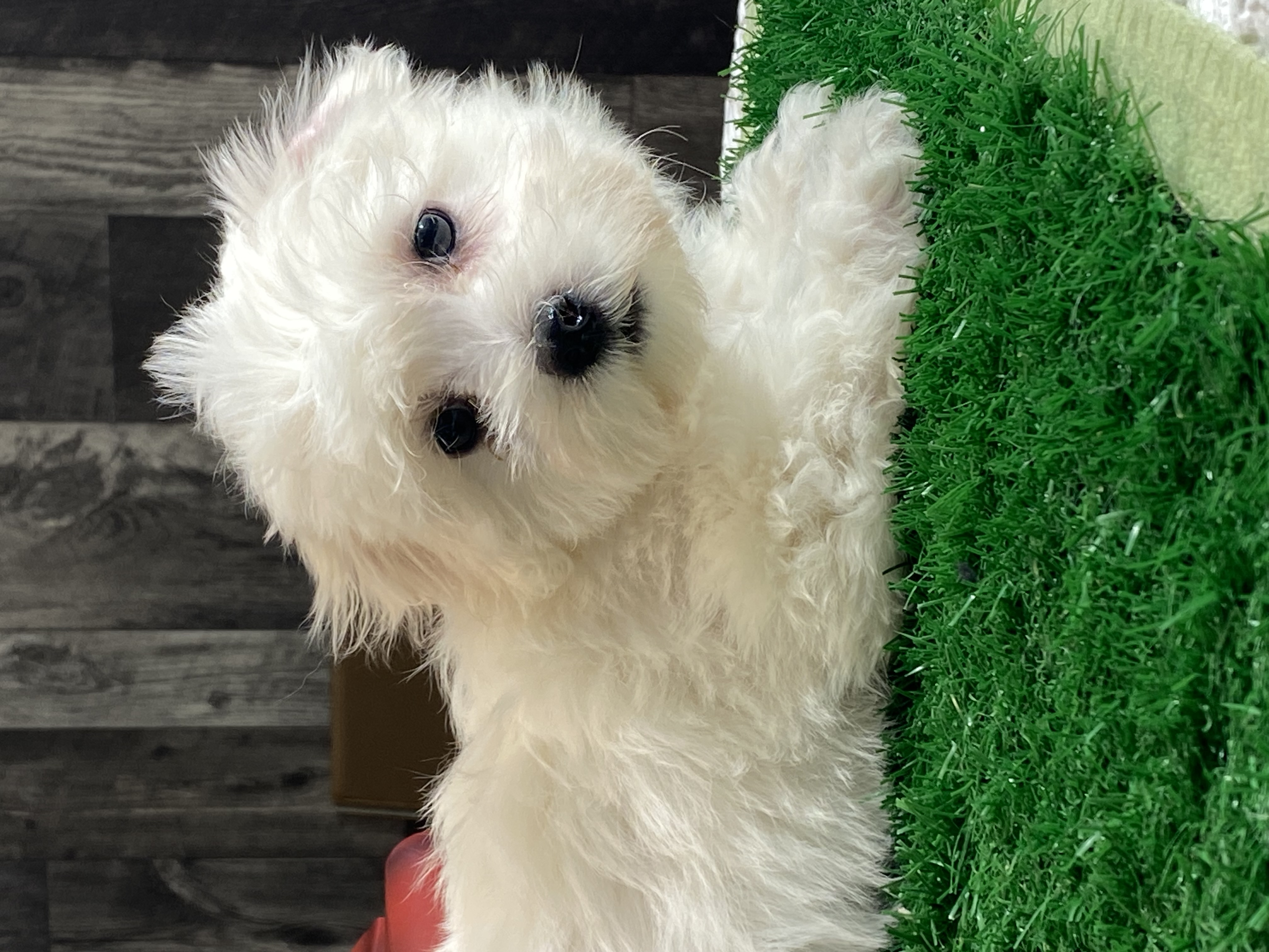 puppy, for, sale, Coton de Tulear, Curtis  Martin, dog, breeder, Seneca Falls, NY, dog-breeder, puppy-for-sale, forsale, nearby, find, puppyfind, locator, puppylocator, aca
